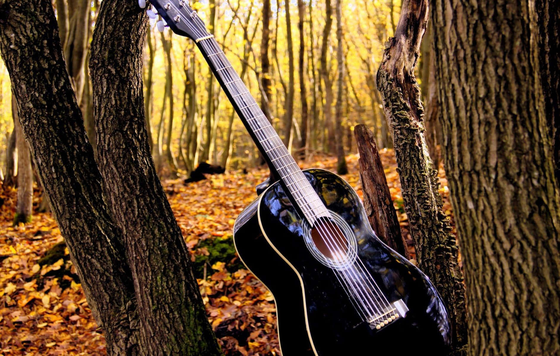 Musical 桌布 壁紙 — 一把黑色木結他靠在陽光明媚的秋日森林中的樹幹上，地上鋪滿金色的落葉。