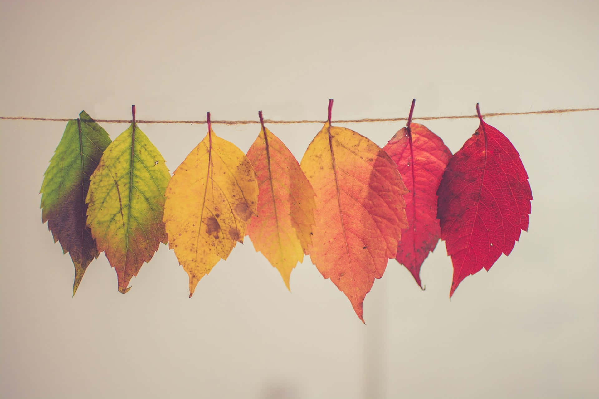 Fall Festival 桌布 壁紙 — 一排充滿活力的秋葉，從綠色到紅色的漸變色調，精緻地掛在質樸的麻繩上，背景是柔和的中性色。