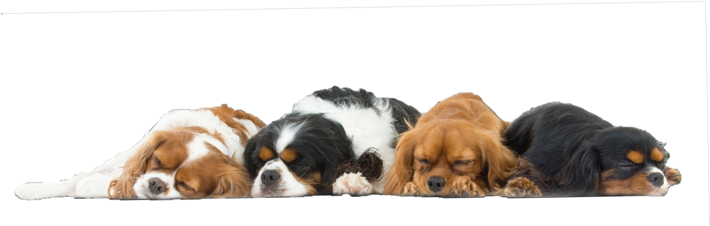 一排安睡的貴賓犬 壁紙 — 四隻毛色各異的三色卡瓦利亞國王查理斯犬在純黑背景前整齊地排成一排，安詳入睡。