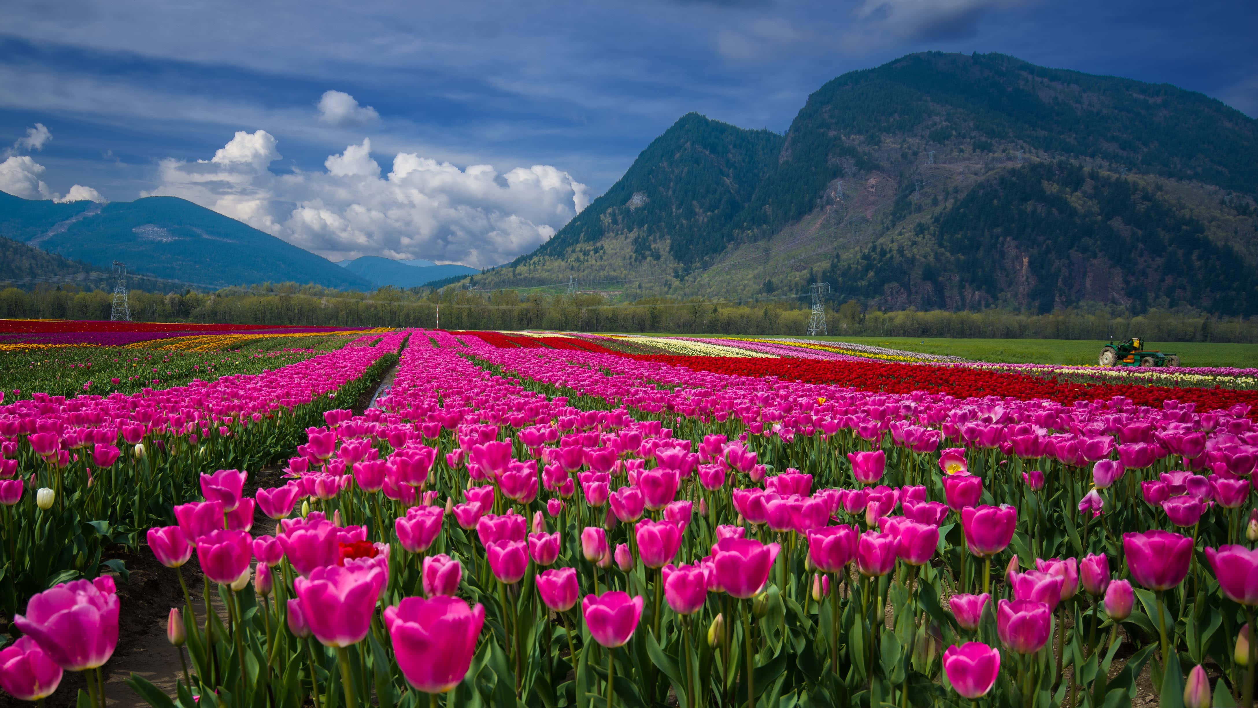 Tulip Field 桌布 壁紙 — 一排排充滿活力的粉紅色和紅色鬱金香，在戲劇性的藍天和蓬鬆的白雲下，向遠處的綠色山脈延伸。
