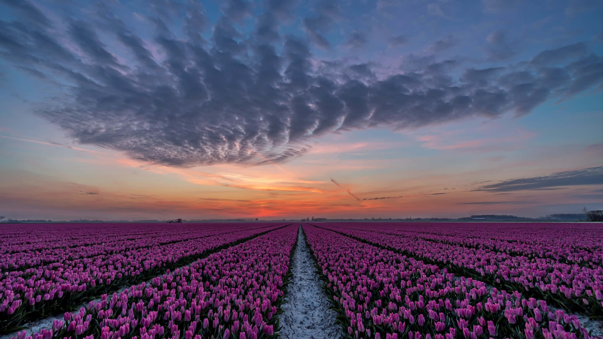 Tulip Field 桌布 壁紙 — 一排排充滿活力的粉紅色鬱金香向著帶有紋理雲彩和橙色地平線的戲劇性暮色天空延伸。