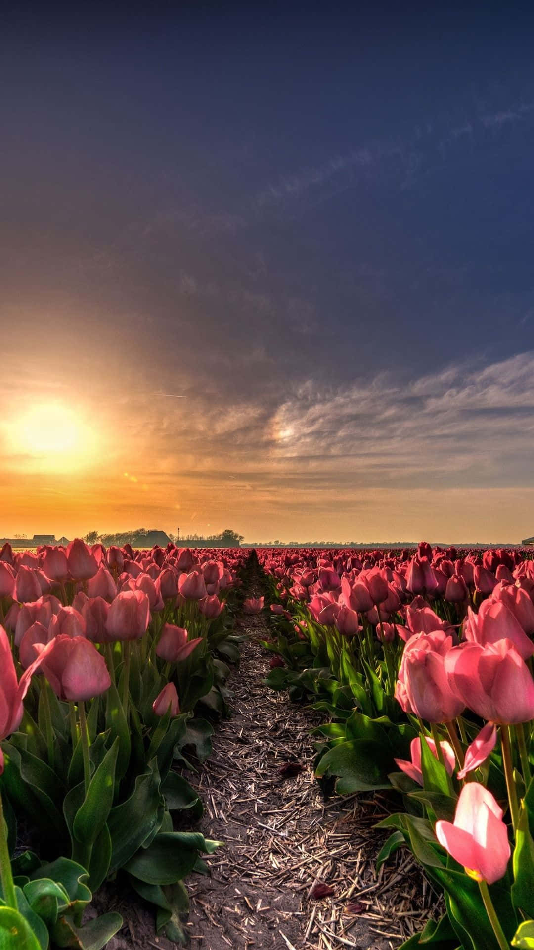 Spring Sunset 桌布 壁紙 — 一排排充滿活力的粉紅色鬱金香在戲劇性的暮色天空下向金色日落延伸。
