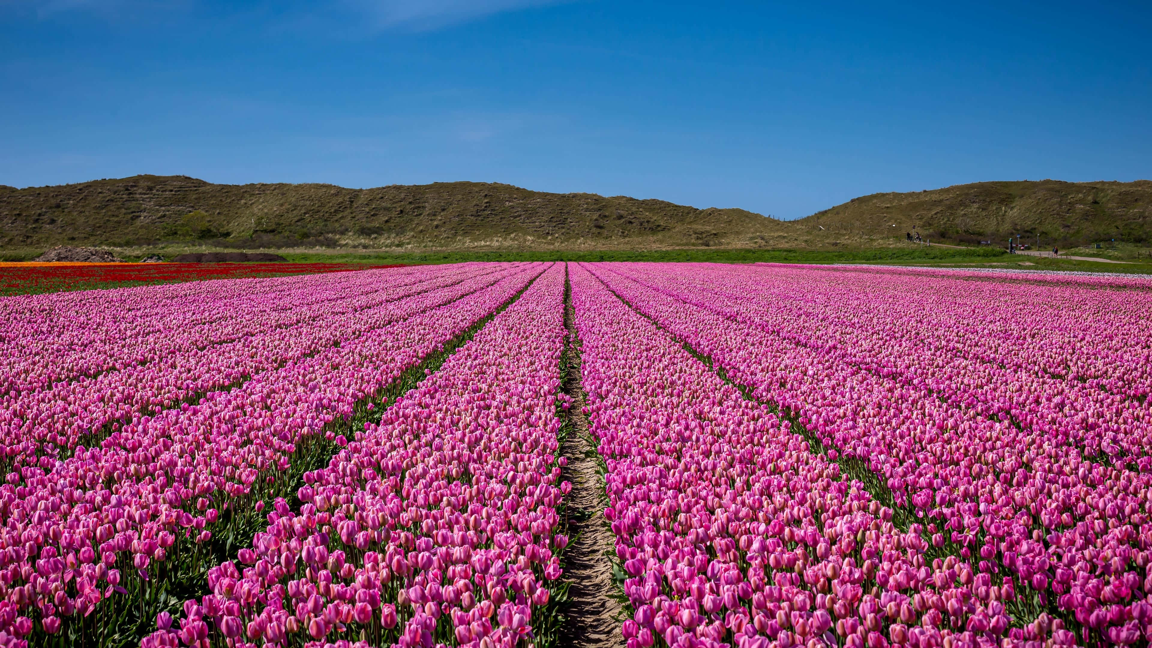 Tulip Field 桌布 壁紙 — 一排排充滿活力的粉紅色鬱金香在晴朗的藍天下向遠處的綠色山丘延伸。