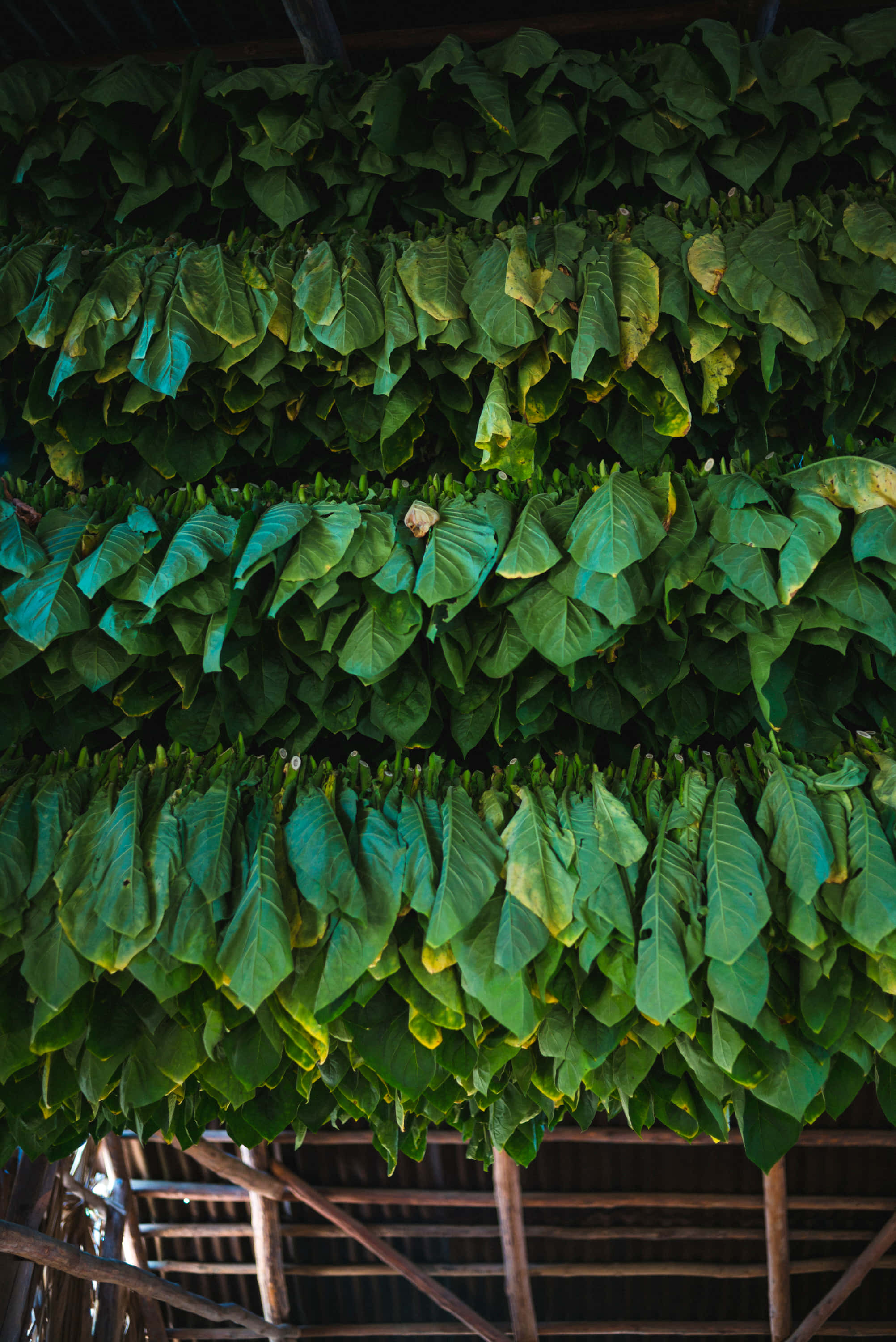 Leaves 桌布 壁紙 — 一排排充滿活力的綠色煙葉在自然光下密集分層懸掛在質樸的乾燥棚中。