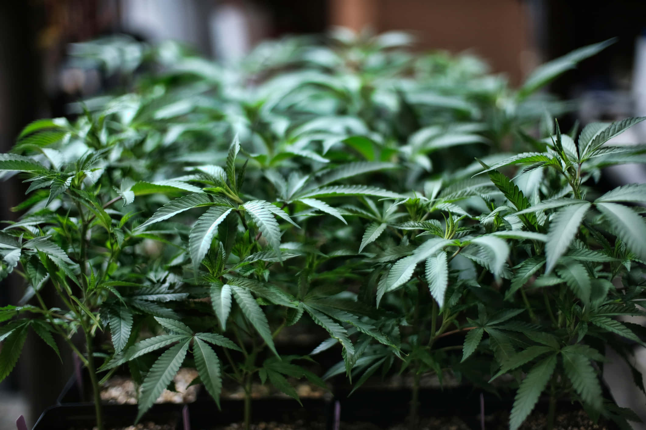 大麻 桌布 壁紙 — 一排排帶有鋸齒狀葉片的鮮綠色大麻植物，在柔和照明的室內種植環境中茁壯成長。