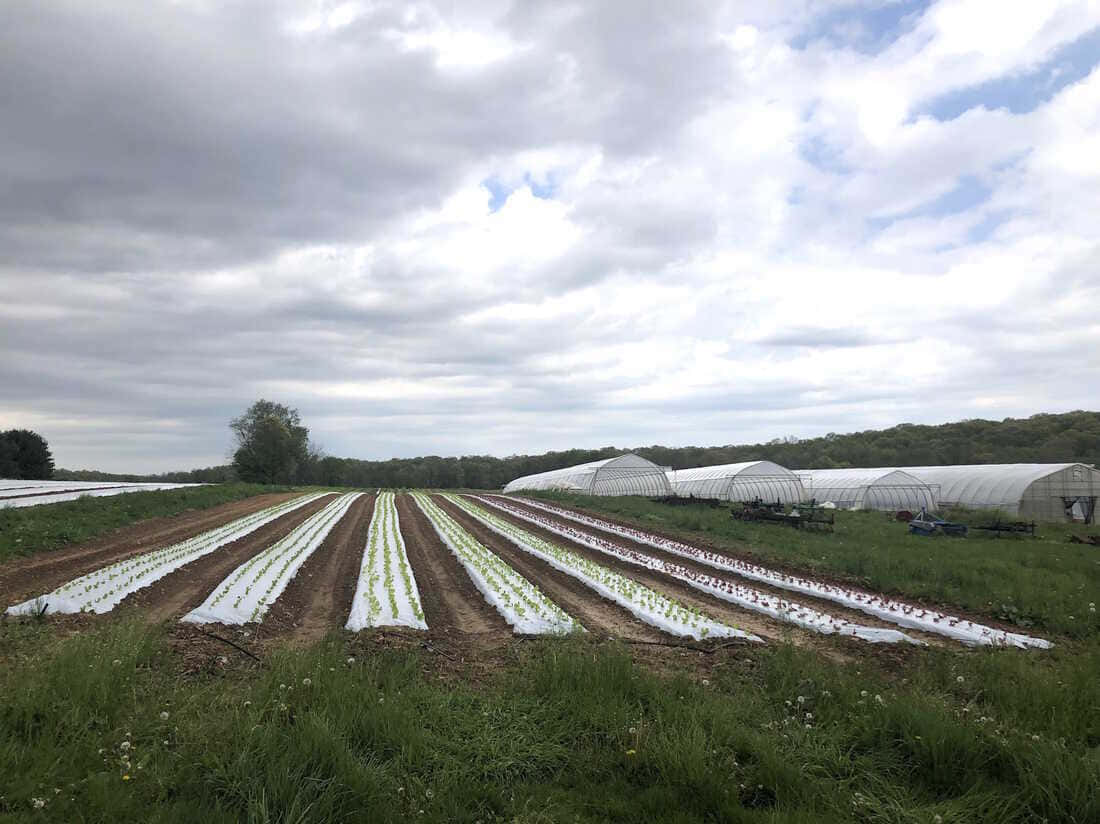 Organic Farming 桌布 壁紙 — 一排排幼小植物在白色塑膠覆蓋下生長，廣闊農田上有拱形溫室，天空多雲。