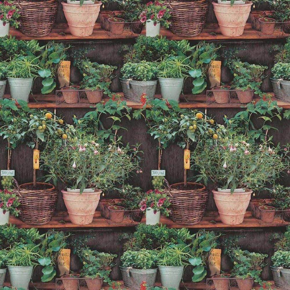 Herb Garden 桌布 壁紙 — 一排排柳條籃和赤陶盆中的盆栽植物填滿了鄉村風格花園中心的木架。