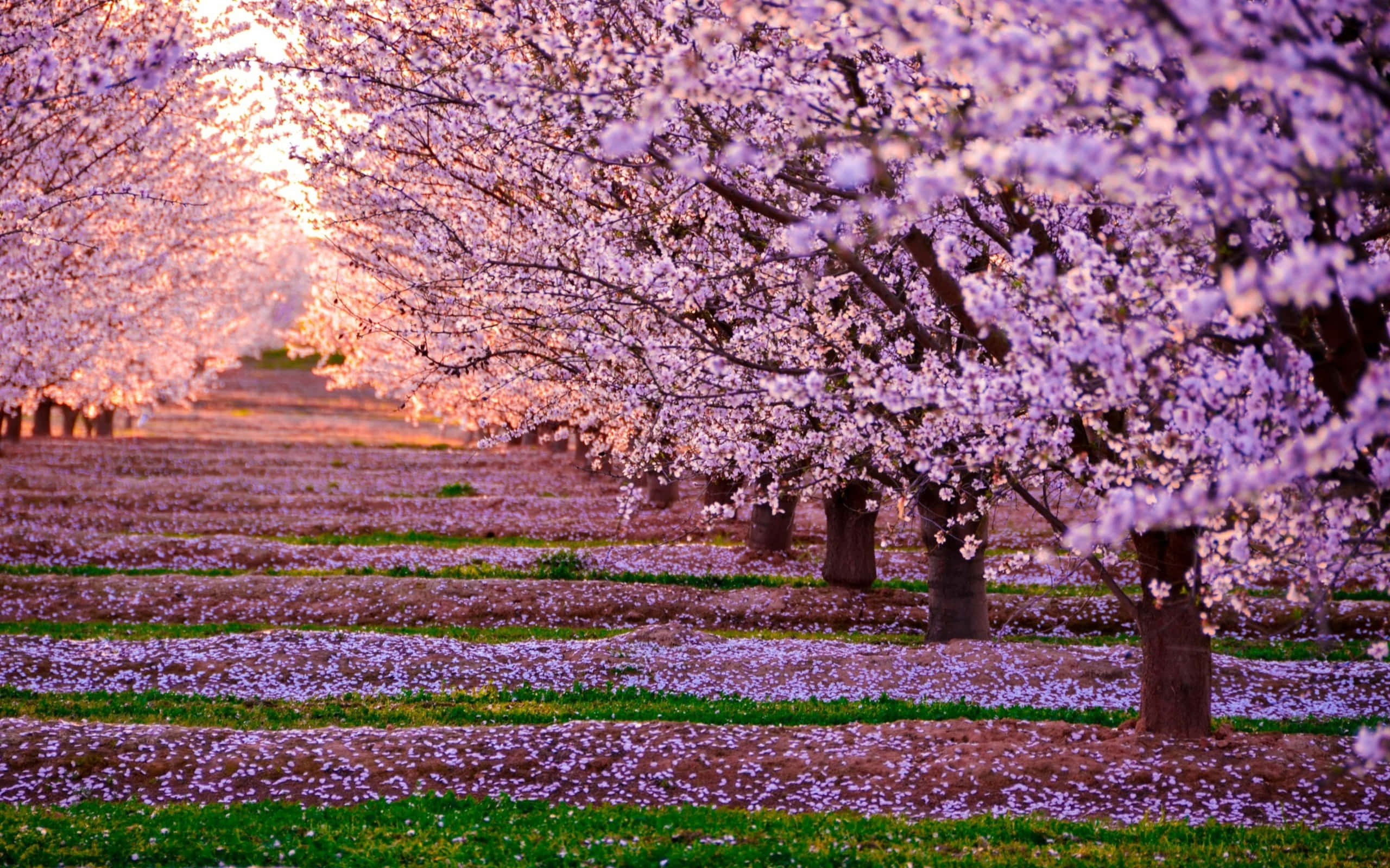Blooming Trees 桌布 壁紙 — 一排排盛開的櫻花樹在日落時分，在散落著花瓣的小徑上形成一條柔和的粉紅色隧道。