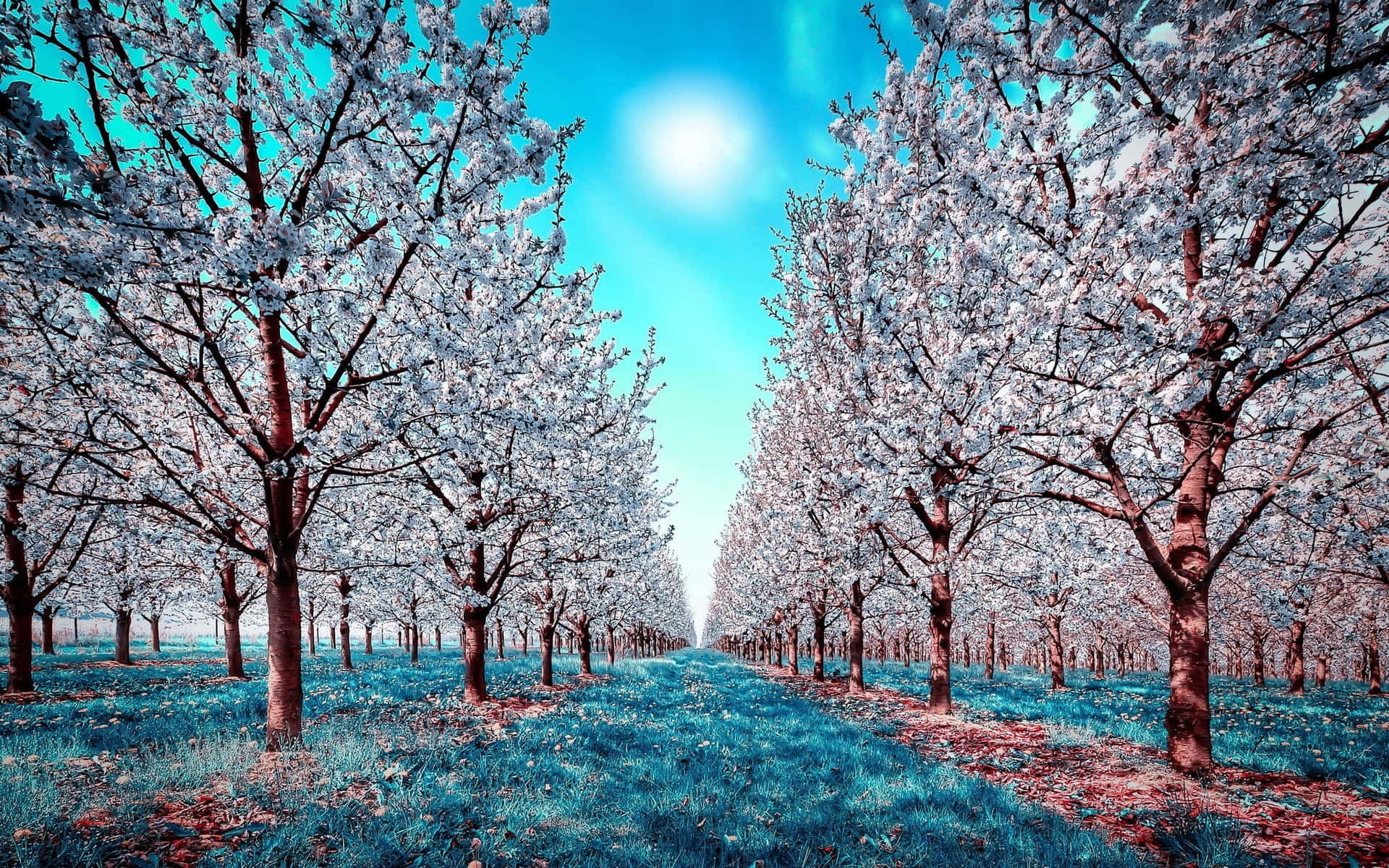 Cherry Blossom Tree 桌布 壁紙 — 一排排盛開的櫻花樹在明亮的陽光下，襯著鮮豔的藍天，形成一條對稱的小徑。