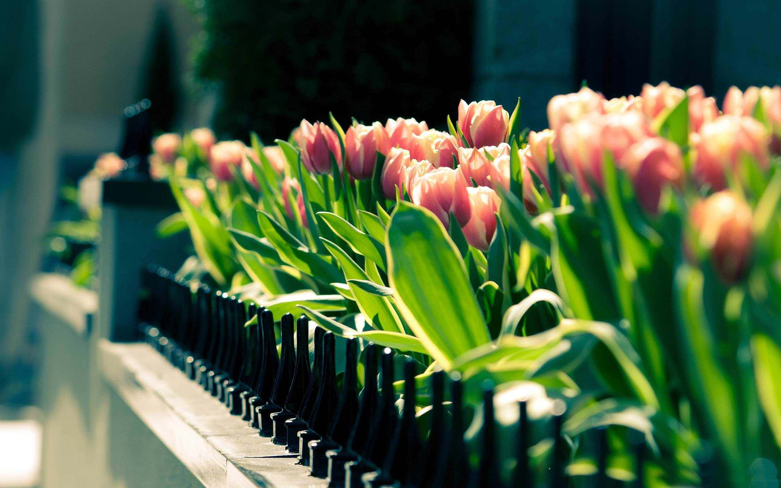 Spring Landscape 桌布 壁紙 — 一排排粉紅色鬱金香喺黑色金屬圍欄後面燦爛盛開，沐浴喺溫暖陽光之中。