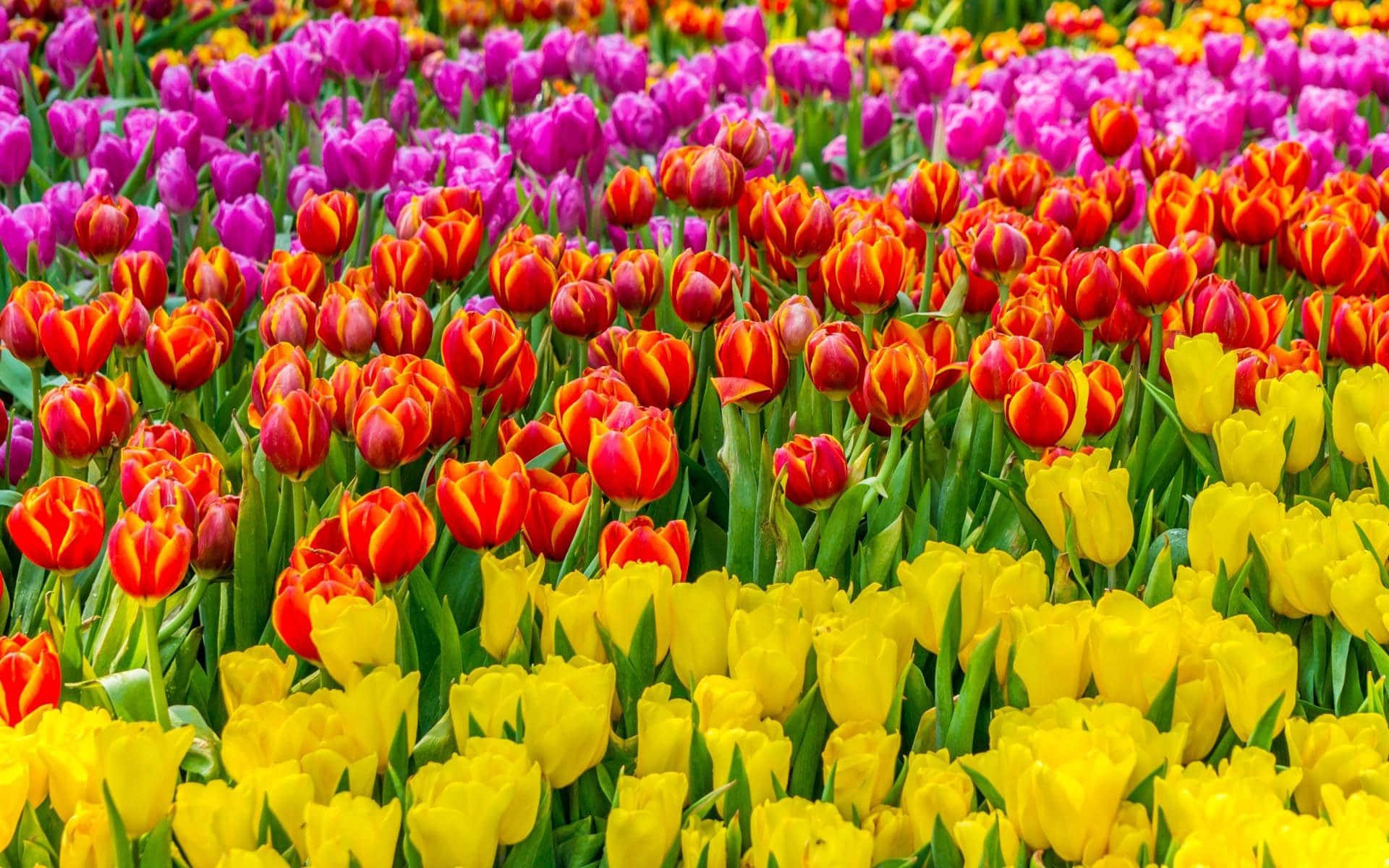 Colorful Flowers 桌布 壁紙 — 一排排紫色、紅色和黃色的鬱金香在色彩繽紛的春天田野中密集盛開。