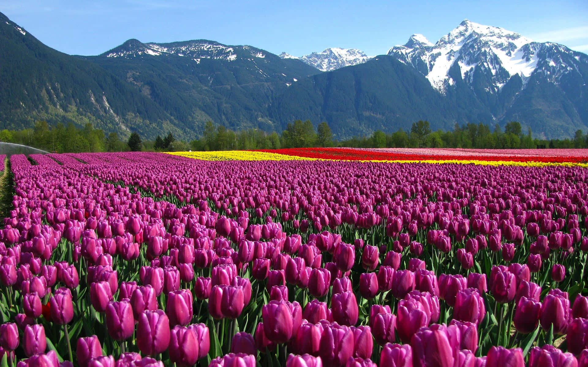 Tulip Field 桌布 壁紙 — 一排排紫色、黃色和紅色的鬱金香在清澈的藍天下向著積雪的山峰延伸。
