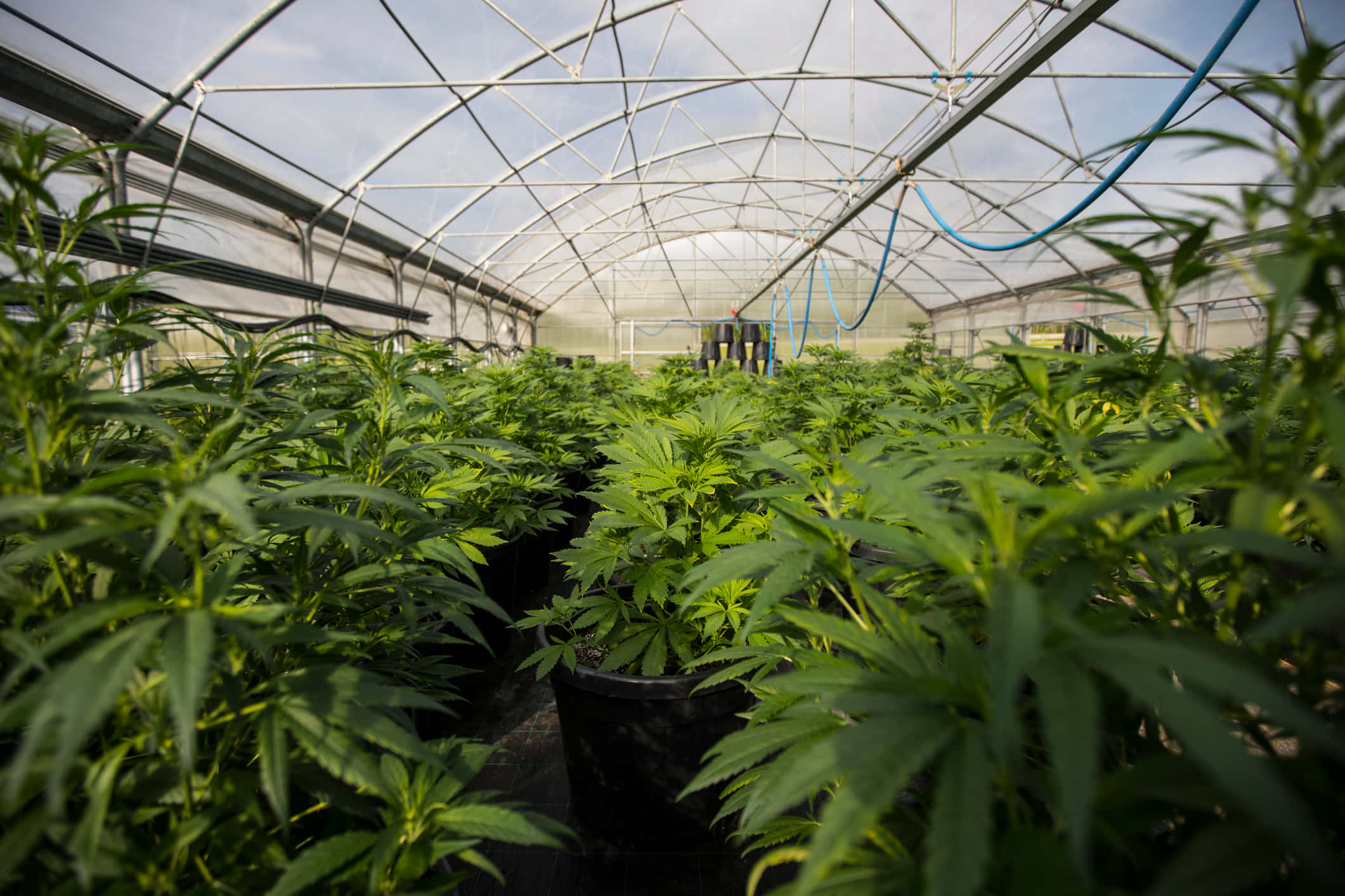 大麻 桌布 壁紙 — 一排排茂盛的綠色大麻植物在廣闊工業溫室的半透明屋頂下茁壯成長。