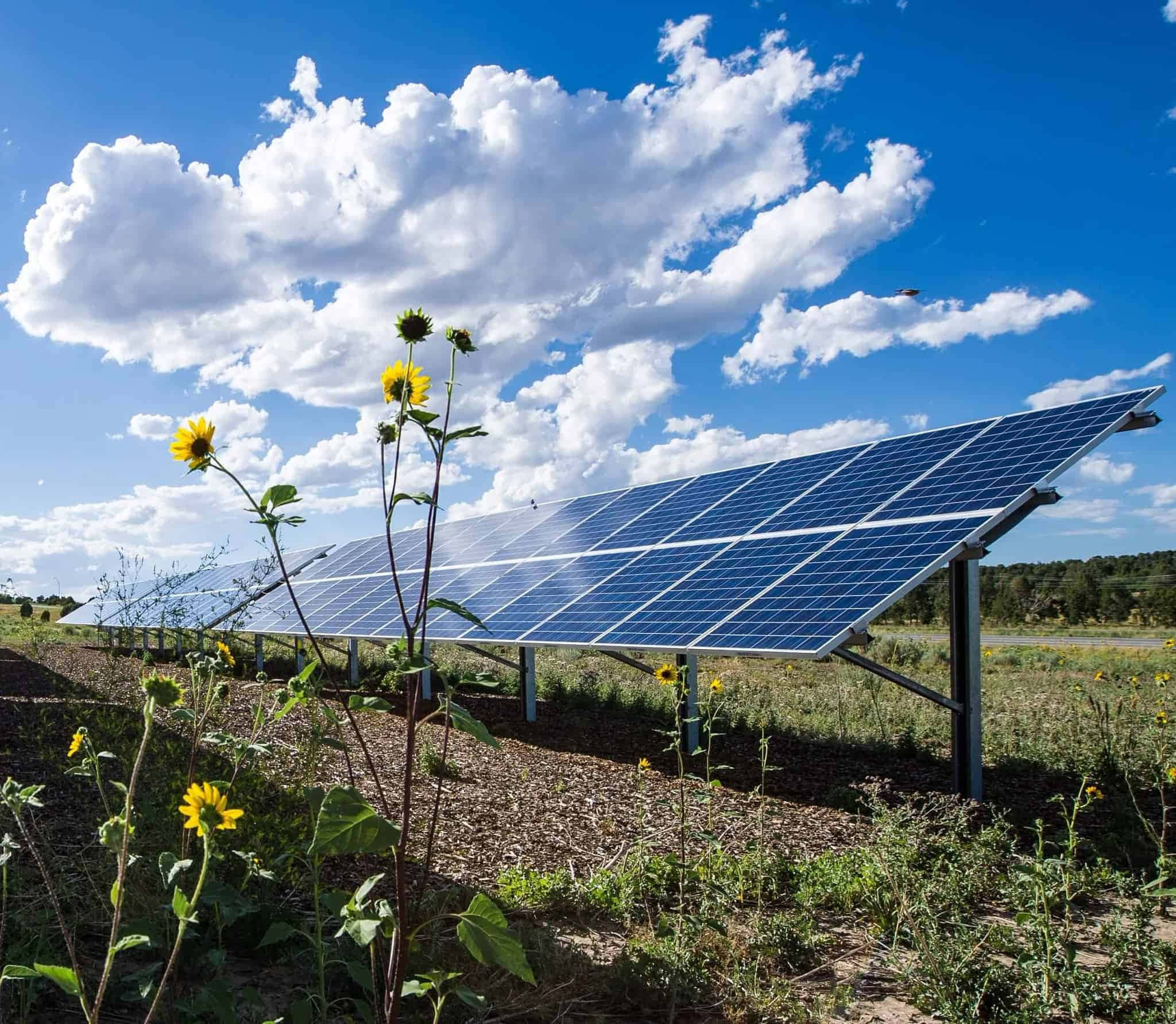 Energy 桌布 壁紙 — 一排排藍色太陽能板延伸至陽光明媚的田野，田野上點綴著野生向日葵，頭頂是明亮的藍天和蓬鬆的白雲。
