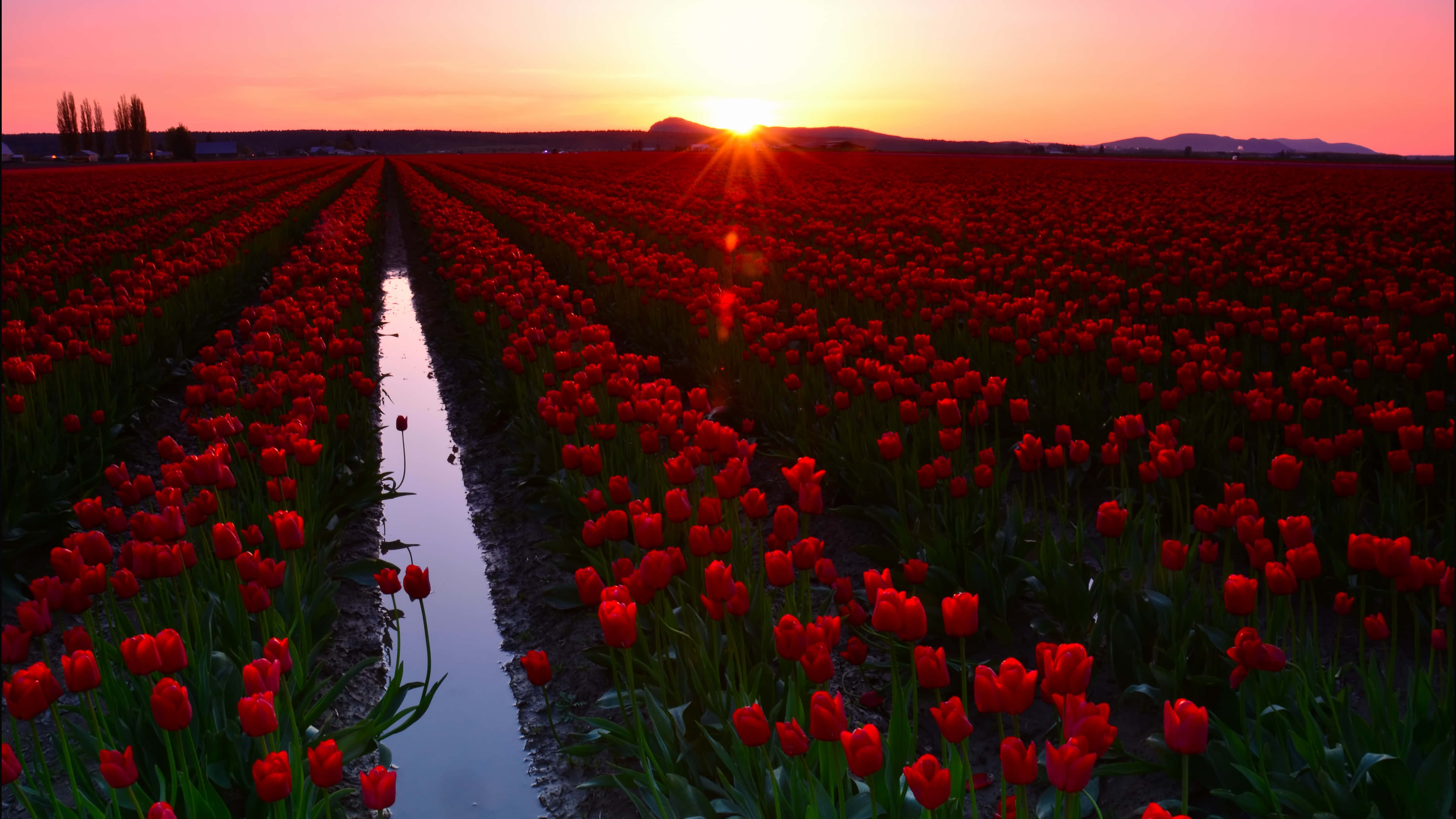 Tulip Field 桌布 壁紙 — 一排排鮮紅色的鬱金香向著閃耀的夕陽延伸，一條反射的水道穿過田野。