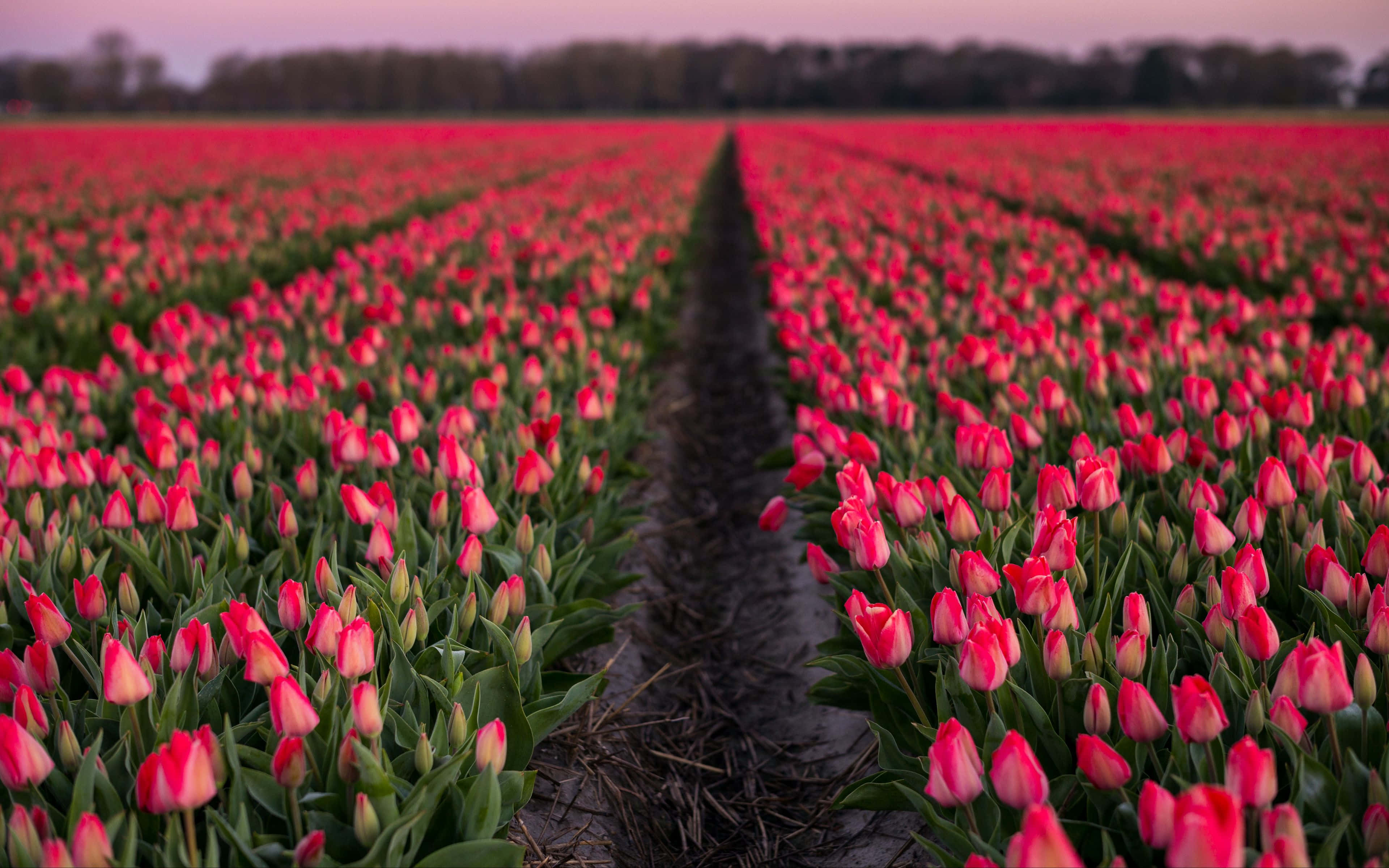Tulip Field 桌布 壁紙 — 一排排鮮豔的粉紅色鬱金香在柔和嘅暮色天空下延伸到遠方。