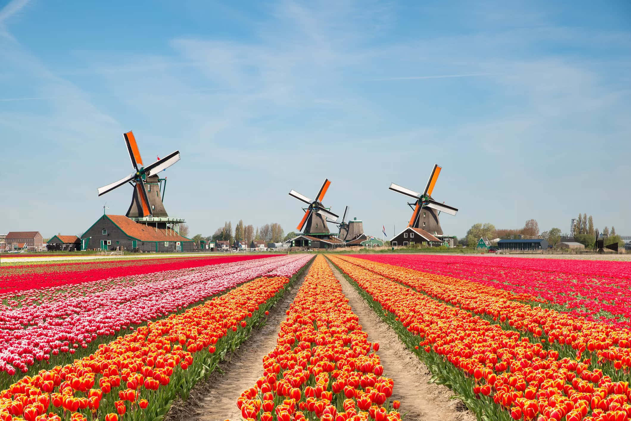 Netherlands 桌布 壁紙 — 一排排鮮豔的紅色、粉紅色和橙色鬱金香，在晴朗的藍天下向傳統的荷蘭風車延伸。