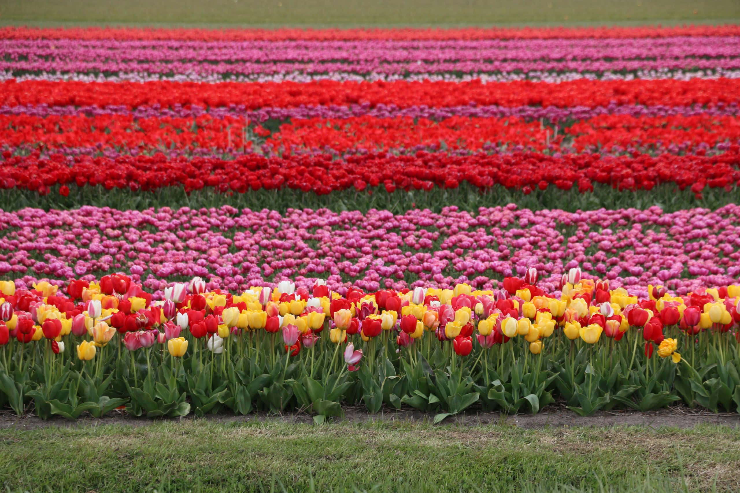 Tulip Field 桌布 壁紙 — 一排排鮮豔的紅色、粉紅色和黃色鬱金香在廣闊的田野中以整齊的幾何圖案盛開。