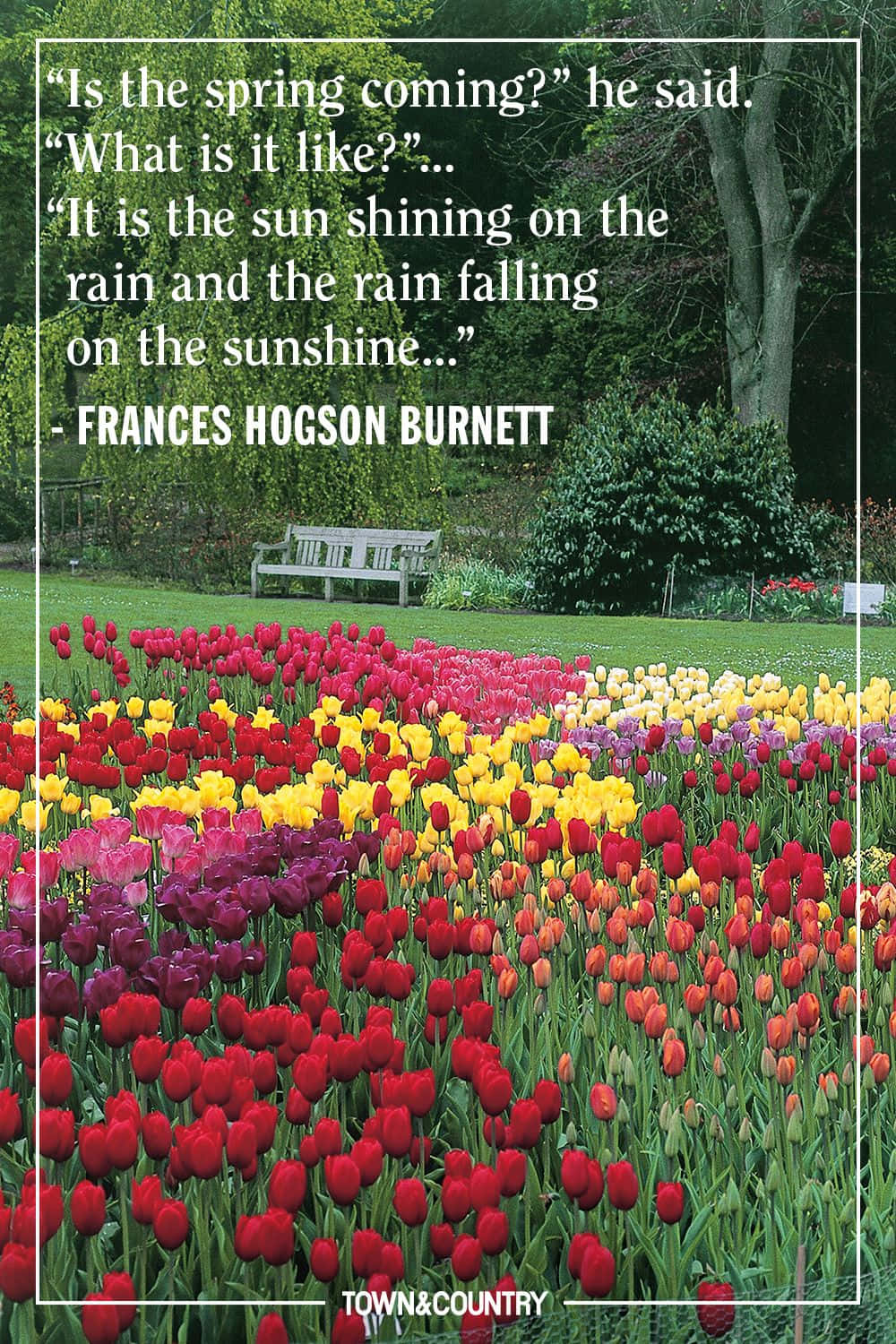 Spring Inspirational 桌布 壁紙 — 一排排鮮豔的紅色、黃色和紫色鬱金香在陽光明媚的花園中盛開，木製長椅 nestled 在綠樹之間。