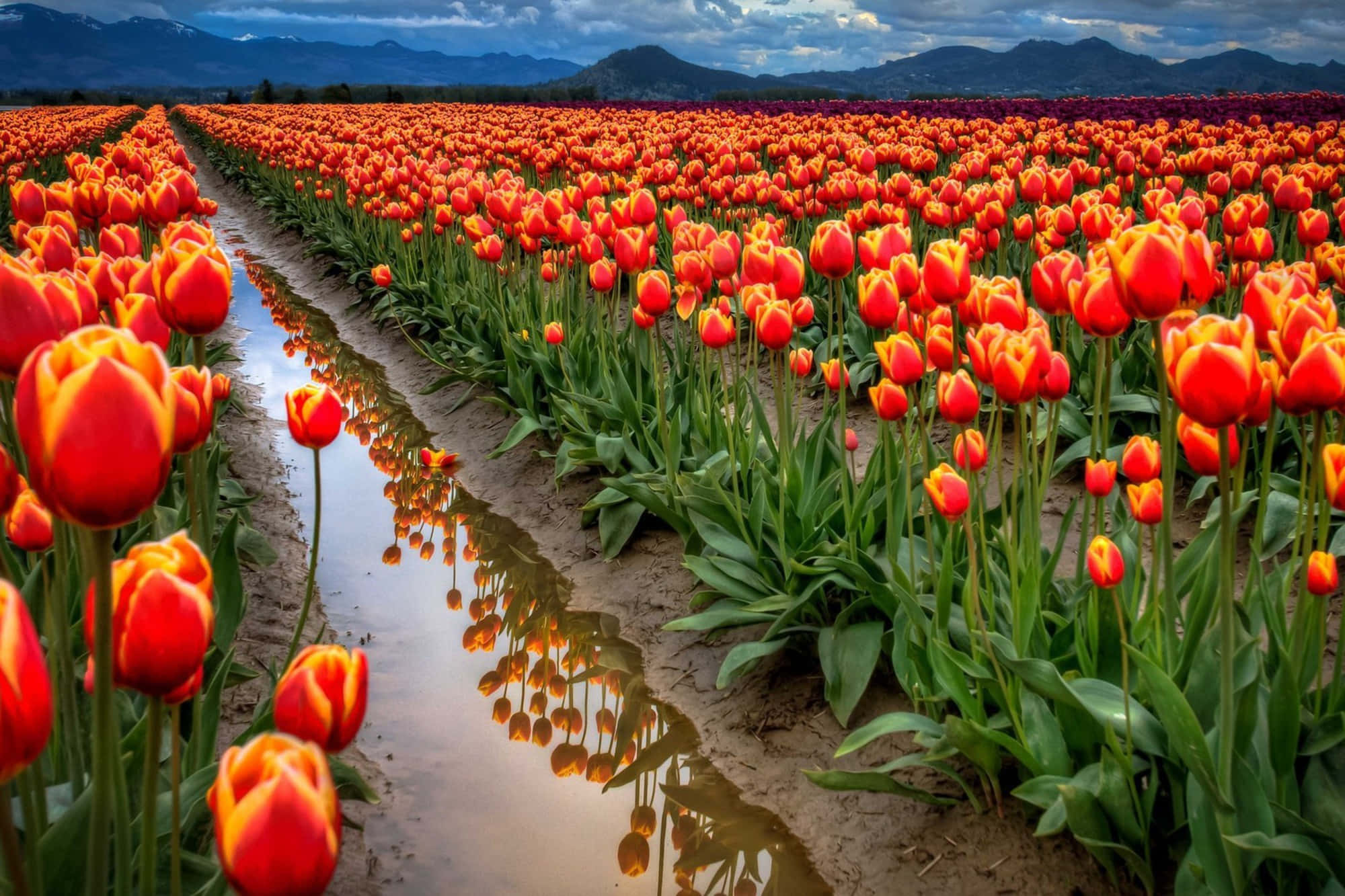 Tulip Field 桌布 壁紙 — 一排排鮮豔的紅色和橙色鬱金香在陰天向遠山延伸，一條反射泥濘的小路從中穿過。