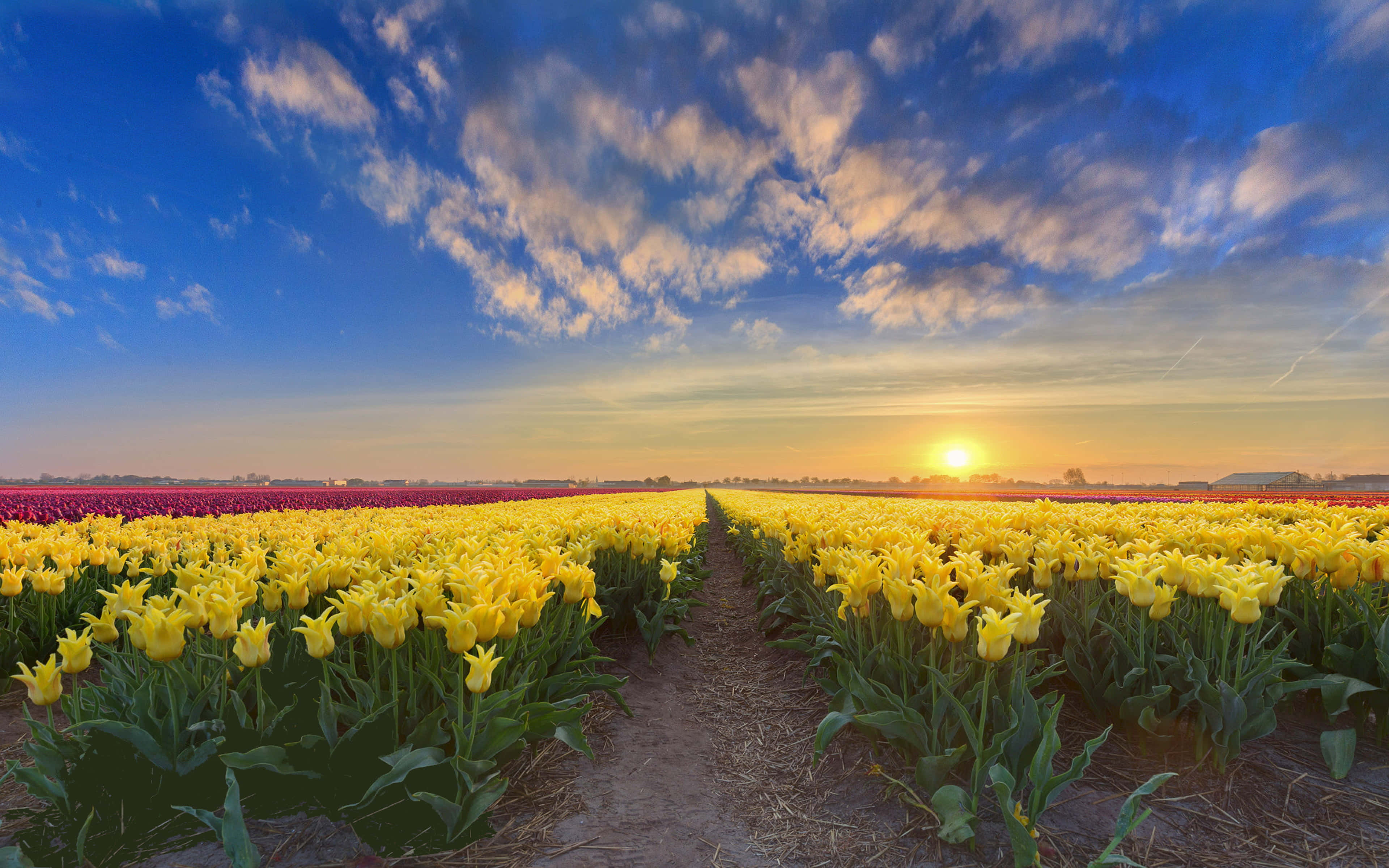 Spring Sunset 桌布 壁紙 — 一排排鮮豔的黃色和紫色鬱金香，在帶有縷縷白雲的戲劇性藍天下，向著金色的日落延伸。