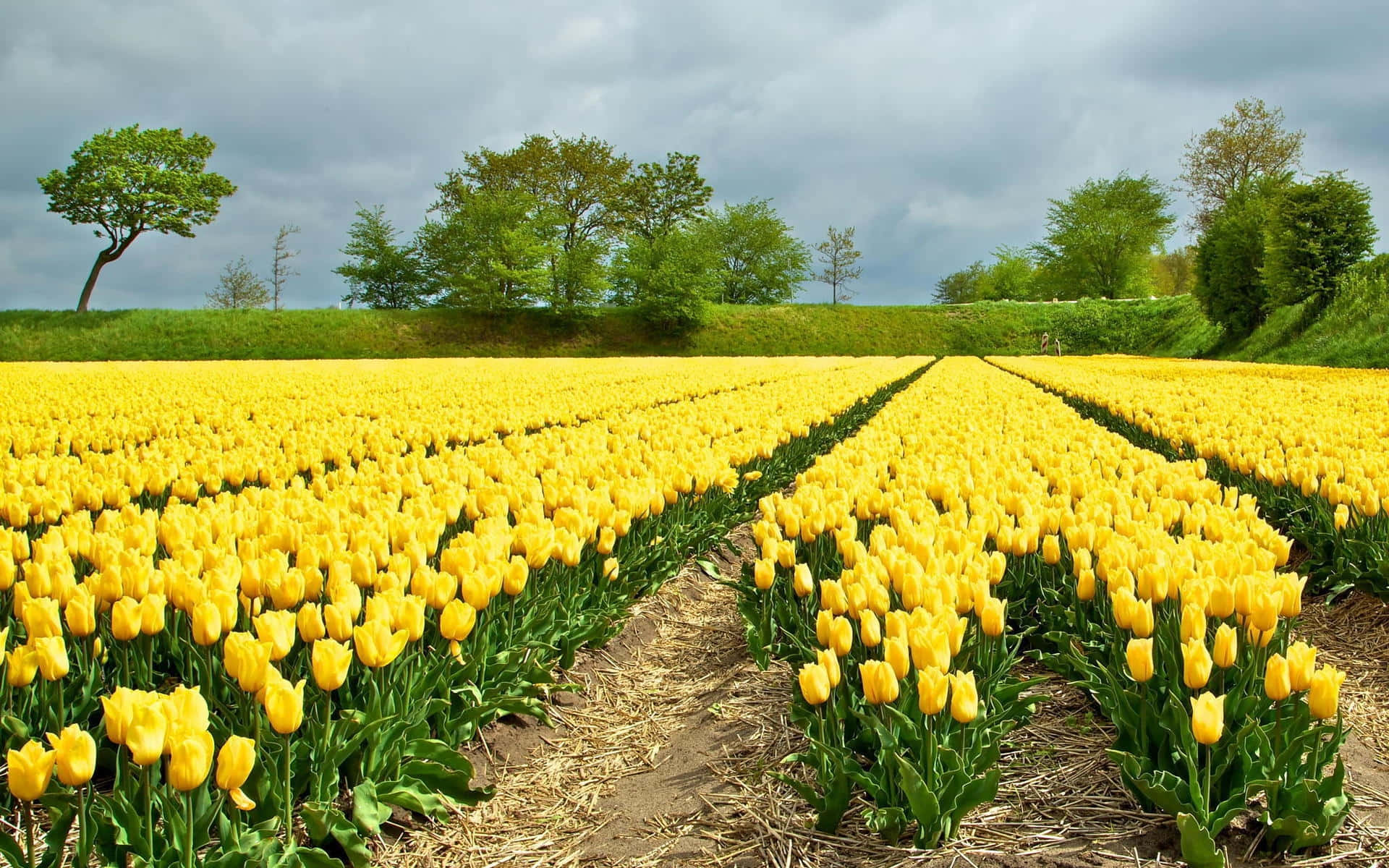 Tulip Field 桌布 壁紙 — 一排排鮮黃色的鬱金香向著多雲的天空延伸，天空被青草山丘上的綠樹環繞。