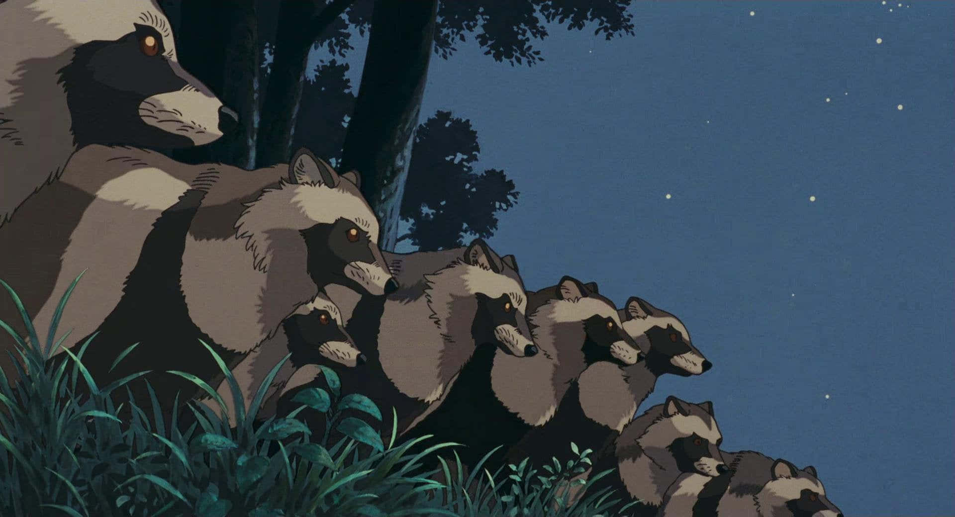pom poko 桌布 壁紙 — 一排發光眼睛的浣熊在月光下的草地上警覺地站著，背景是繁星點點的夜空。