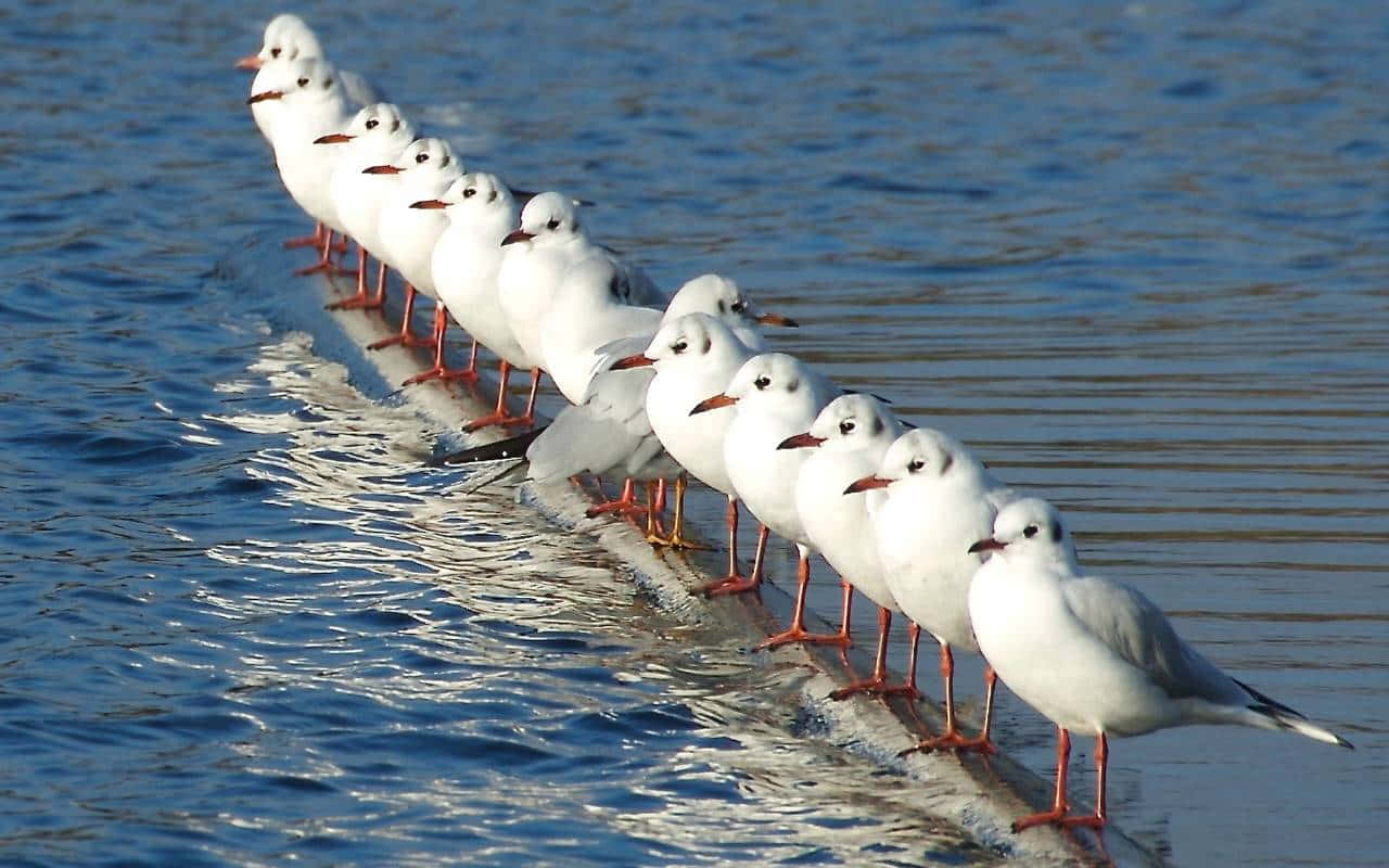 Seagull 桌布 壁紙 — 一排白色海鷗，橙色腳，沿著陽光照耀的水邊排成一列，形成有節奏的圖案。