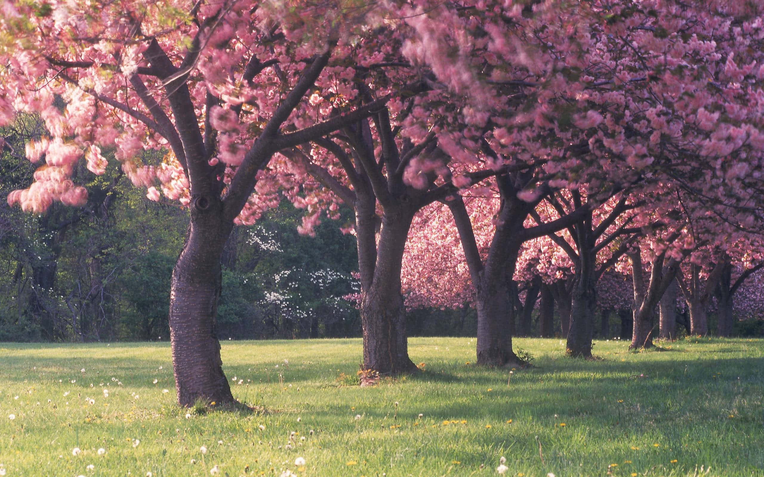 Blooming Trees 桌布 壁紙 — 一排盛開的粉紅色櫻花樹在陽光明媚、點綴著白花的綠色草坪上投下柔和的陰影。
