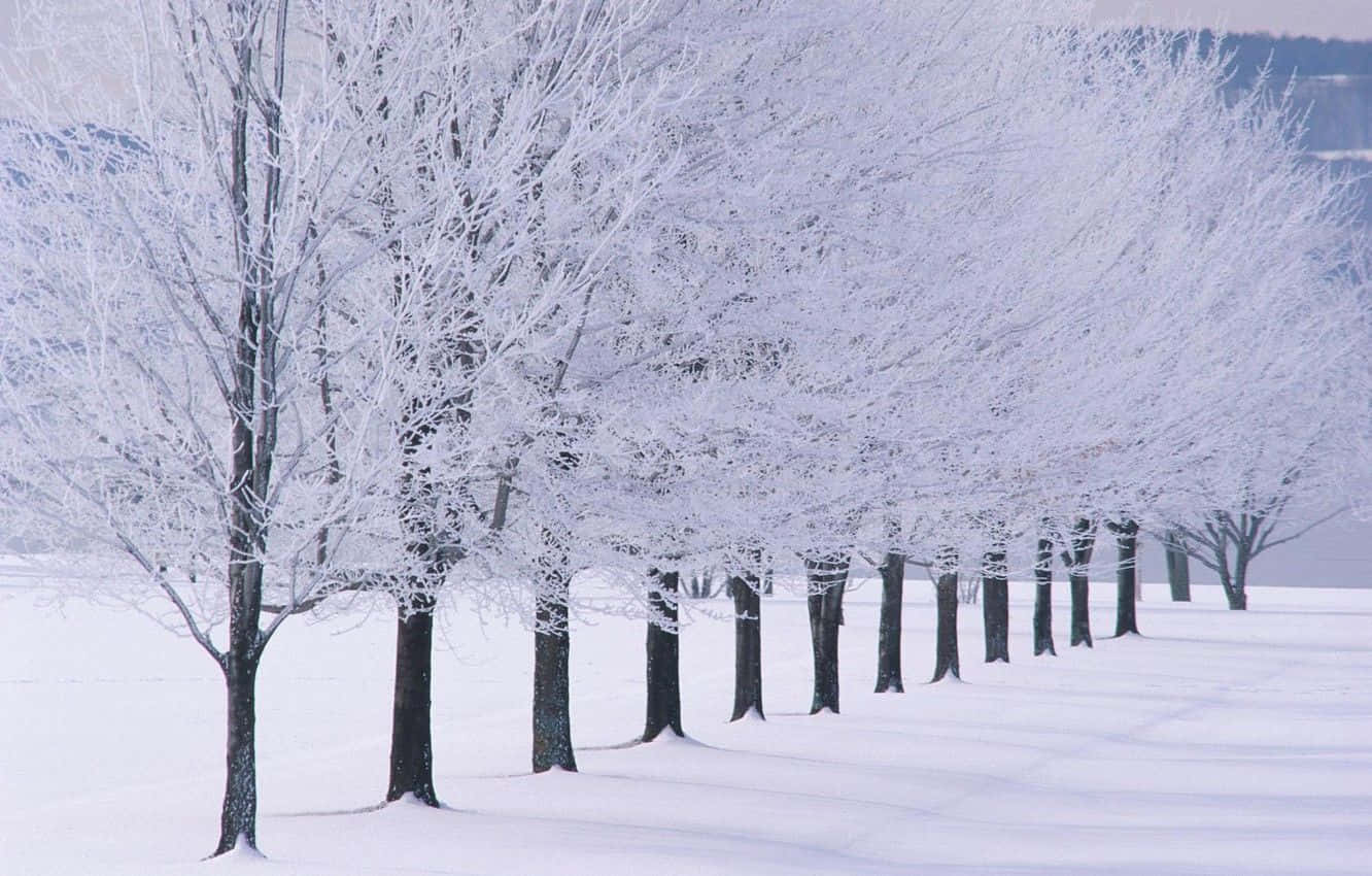 Snow Trees 桌布 壁紙 — 一排被雪覆蓋的樹木矗立在蒼白天空下的寧靜冬日田野中。