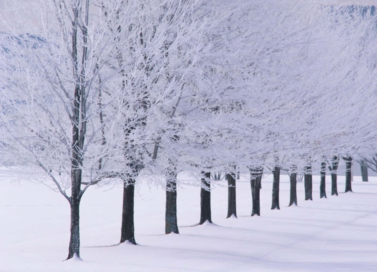冬季季節的雪景圖片