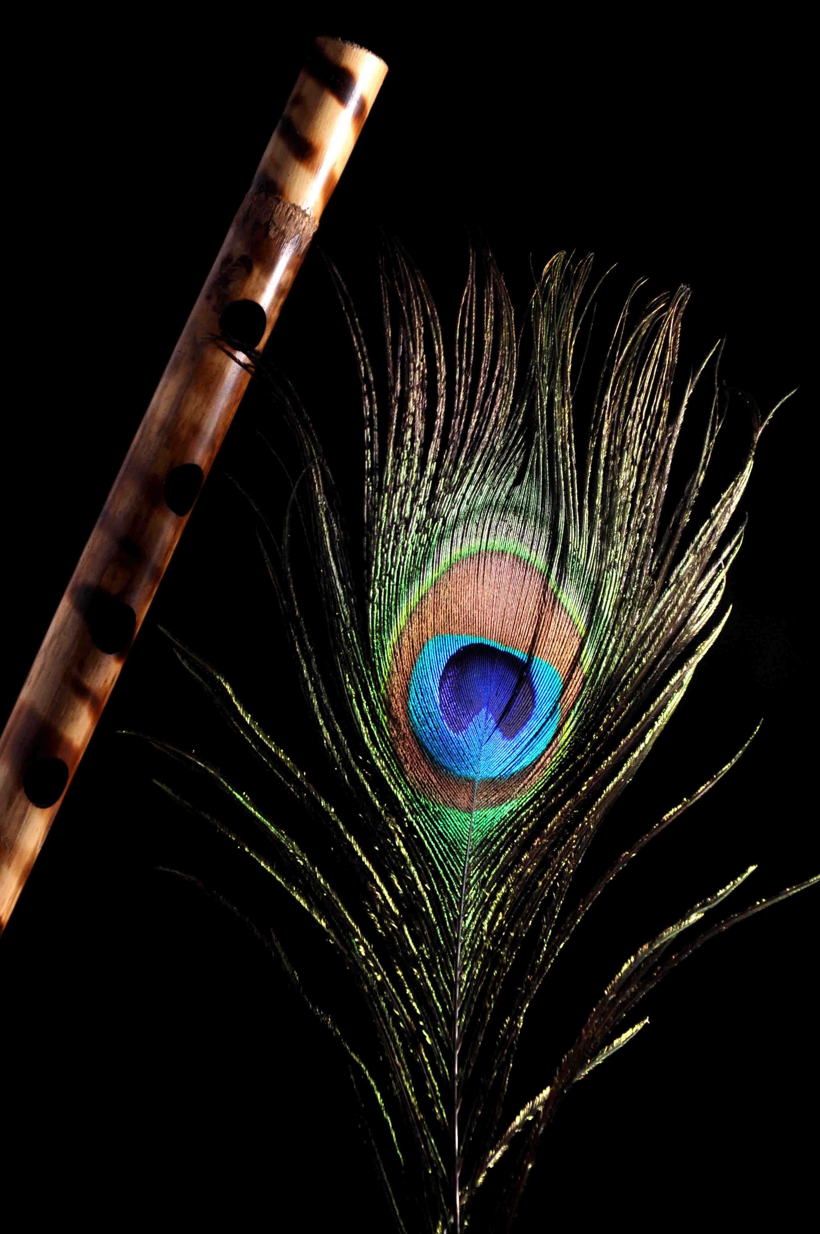 Image An Eye-Catching Peacock Feather 壁紙 — 一支木笛放在一根鮮豔的孔雀羽毛旁邊，背景是純黑色。