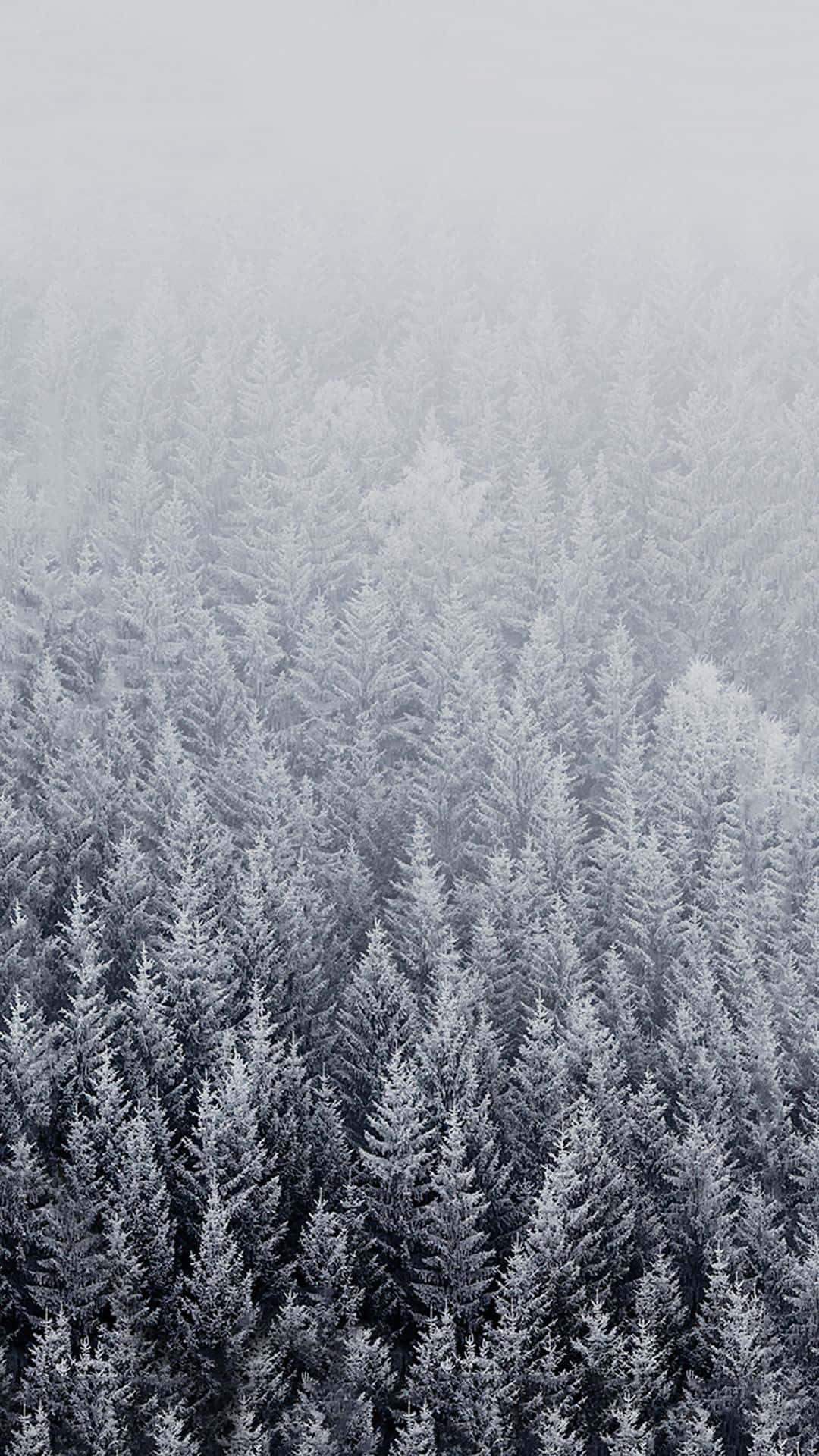 Winter Trees 桌布 壁紙 — 一望無際的雪松樹在灰濛濛的霧氣中逐漸消失的鳥瞰圖。