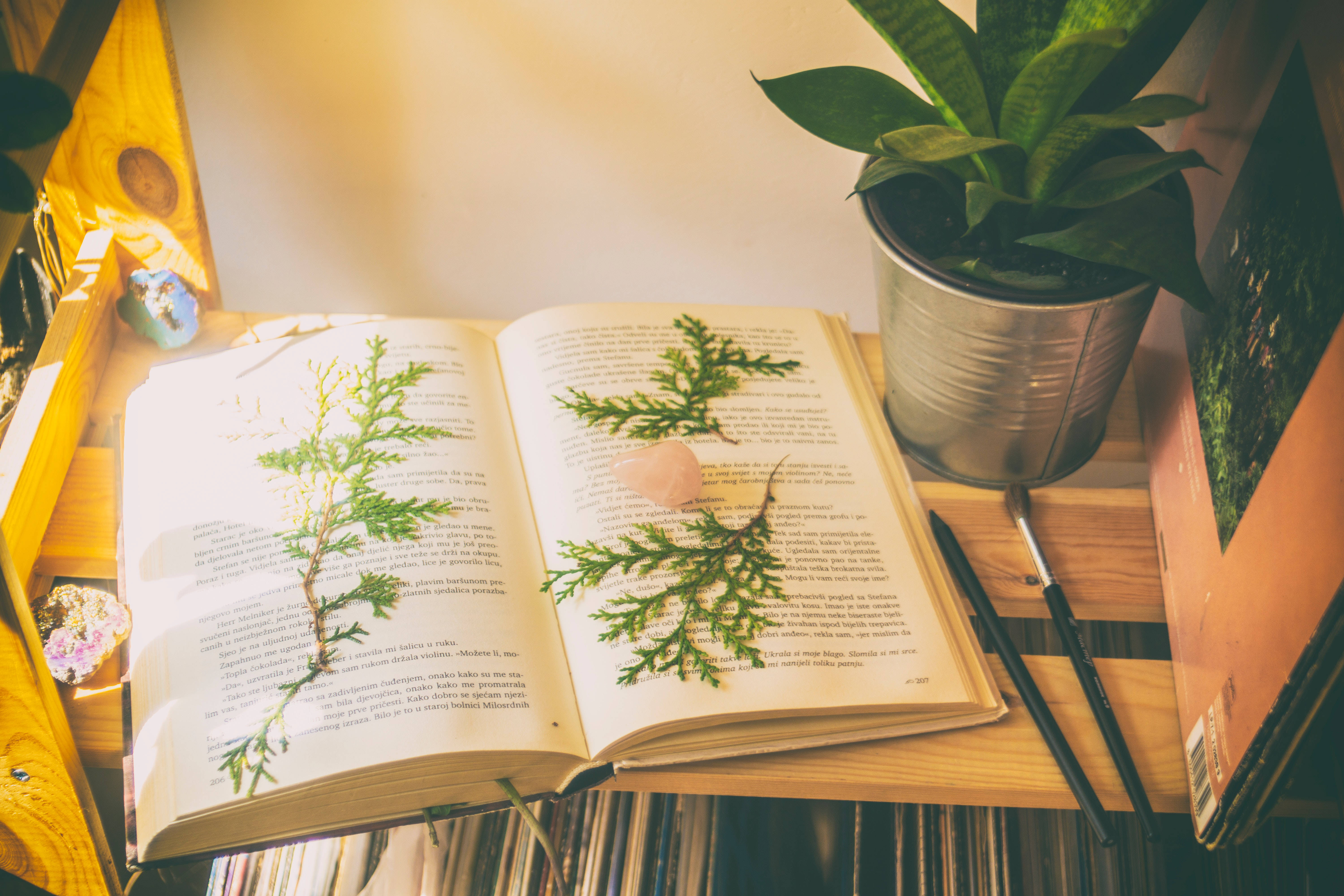 植物 桌布 壁紙 — 一本打開的書放在木桌上，旁邊有壓製的綠色植物和盆栽植物，沐浴在溫暖的陽光中。