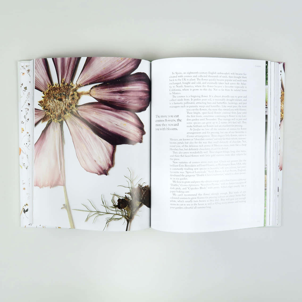 一本有花朵和葉子的書 壁紙