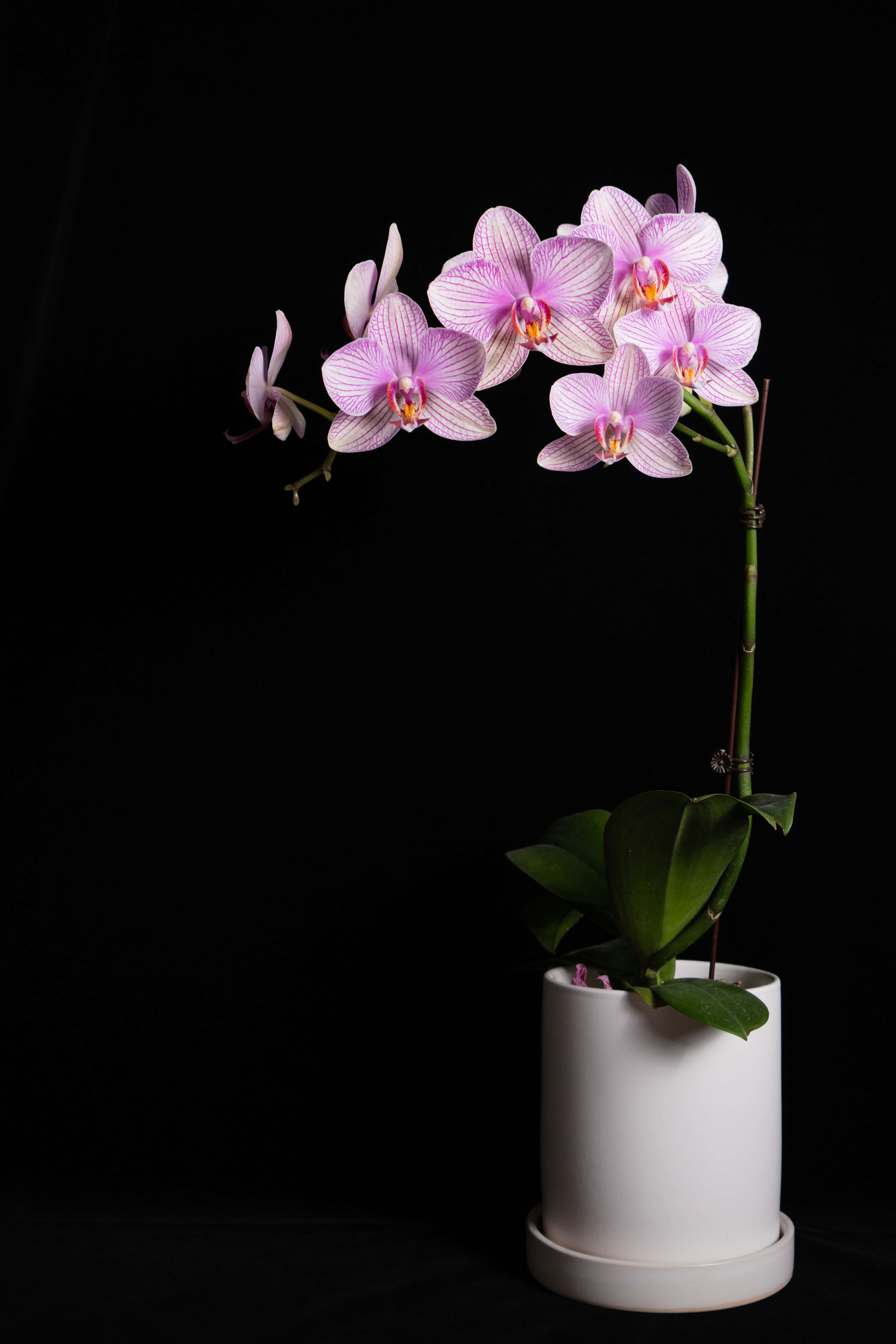 Orchid 桌布 壁紙 — 一朵優雅的粉紅色蘭花在白色花盆中優美地綻放，背景為純黑色。
