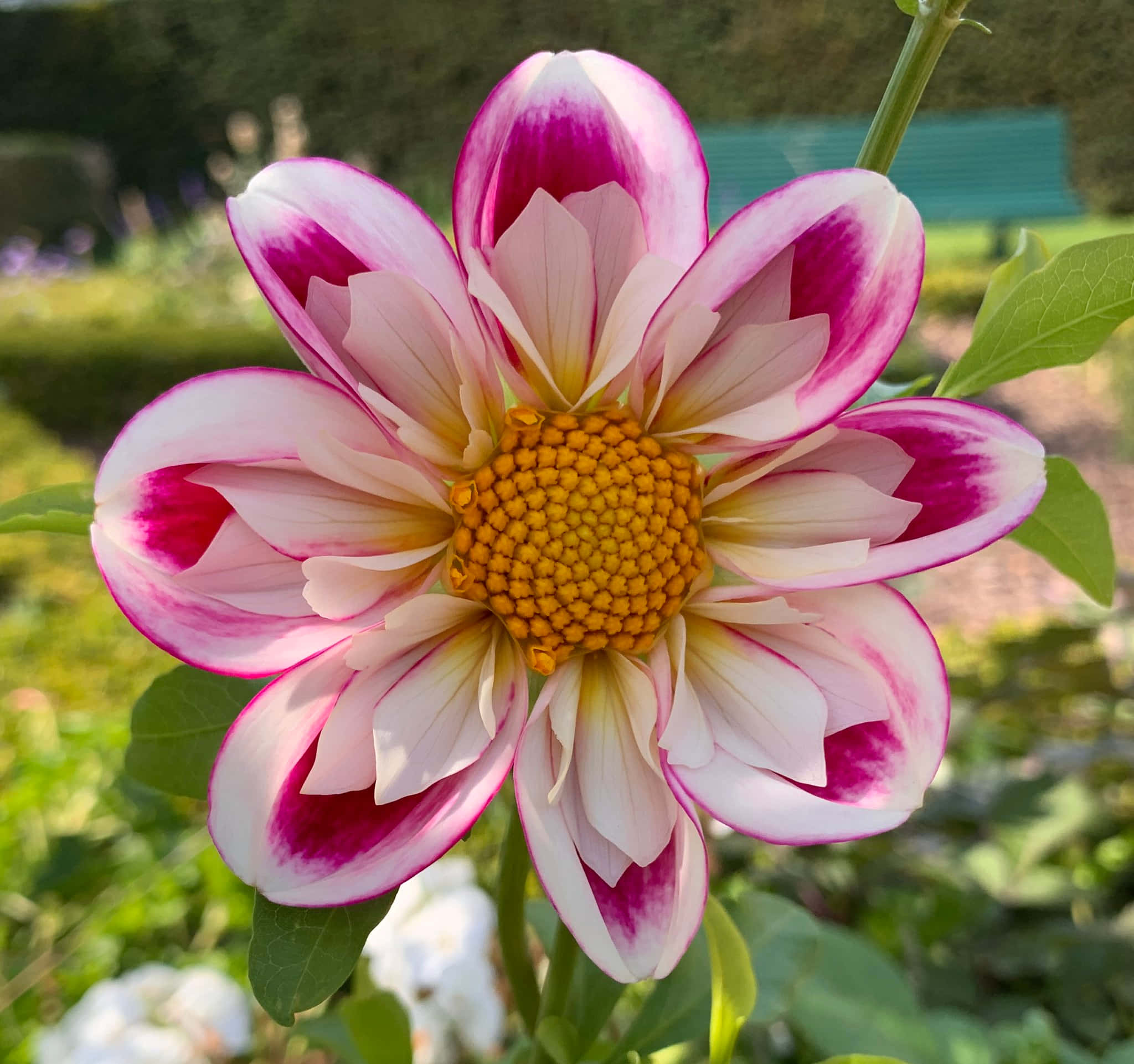 Delightful 桌布 壁紙 — 一朵充滿活力的大理花，花瓣邊緣呈粉紅色和洋紅色，中心金黃，在陽光明媚的花園中盛開。