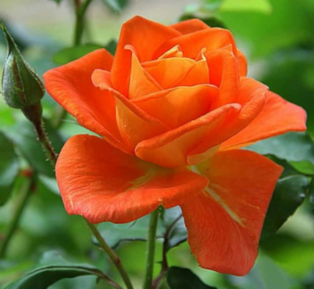 Beautiful Rose 桌布 壁紙 — 一朵充滿活力的橙色玫瑰，在柔和的綠色樹葉背景下綻放著層層疊疊的花瓣。