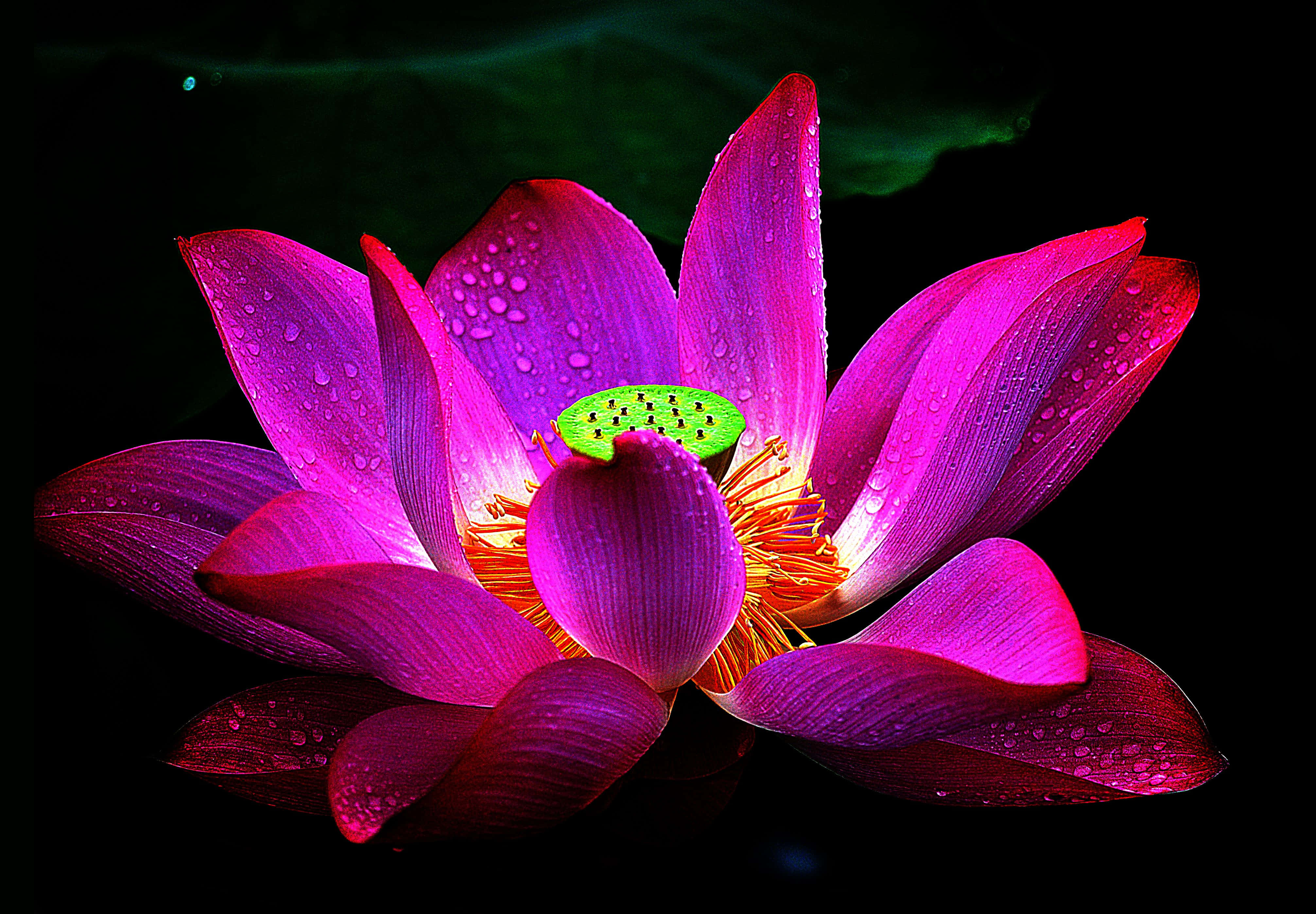 蓮花 桌布 壁紙 — 一朵充滿活力的洋紅色蓮花帶有露珠，在帶有綠色水反射的黑暗背景中閃耀。