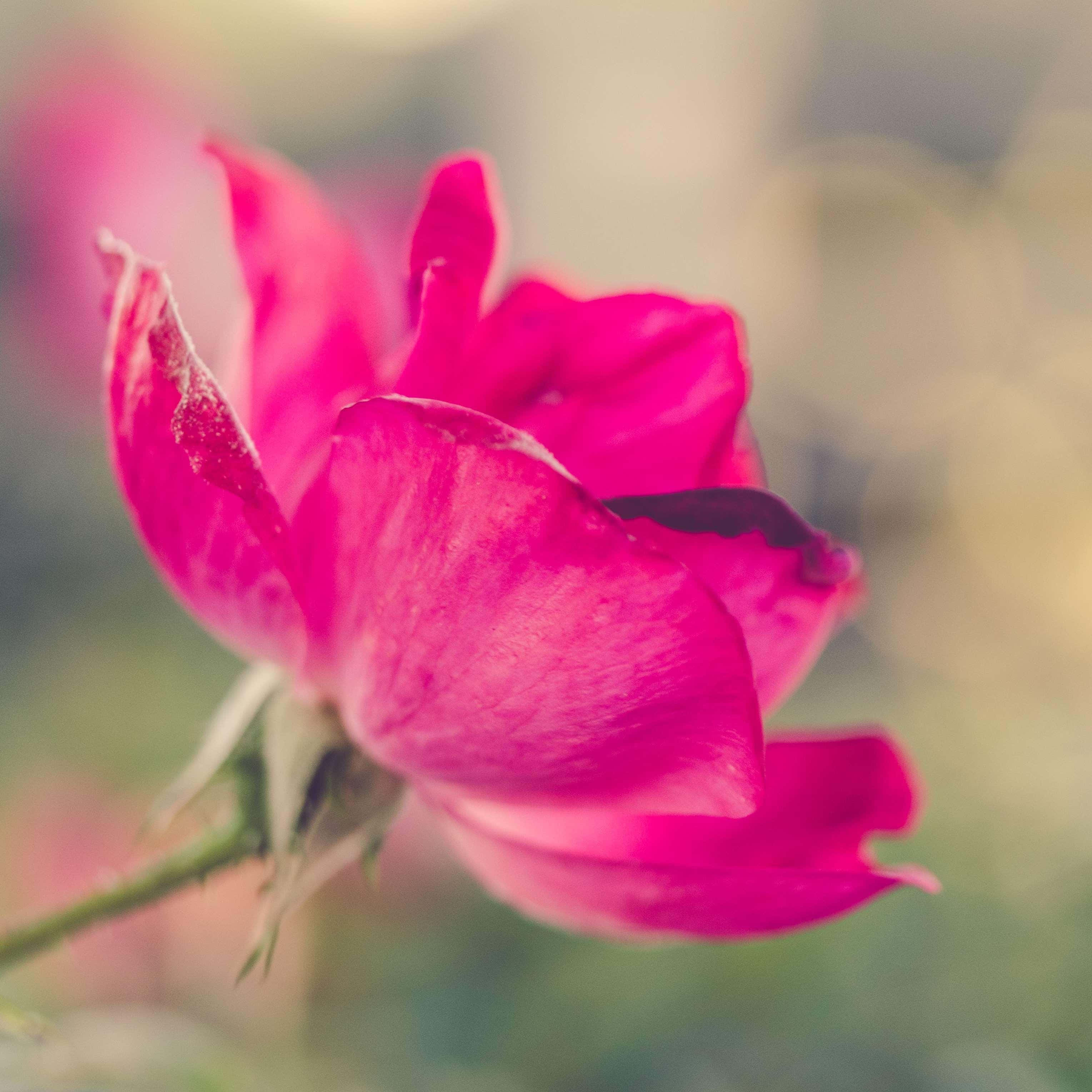 Rose Art 桌布 壁紙 — 一朵充滿活力的粉紅玫瑰花蕾，帶有精緻的花瓣和柔和散景背景，沐浴在溫暖的金色光線中。