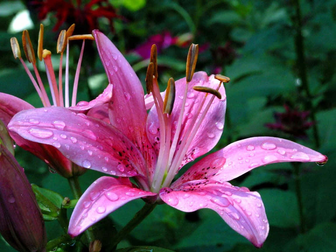 lily 桌布 壁紙 — 一朵充滿活力的粉紅百合，帶有露珠，在茂密的綠色花園背景下閃閃發光。