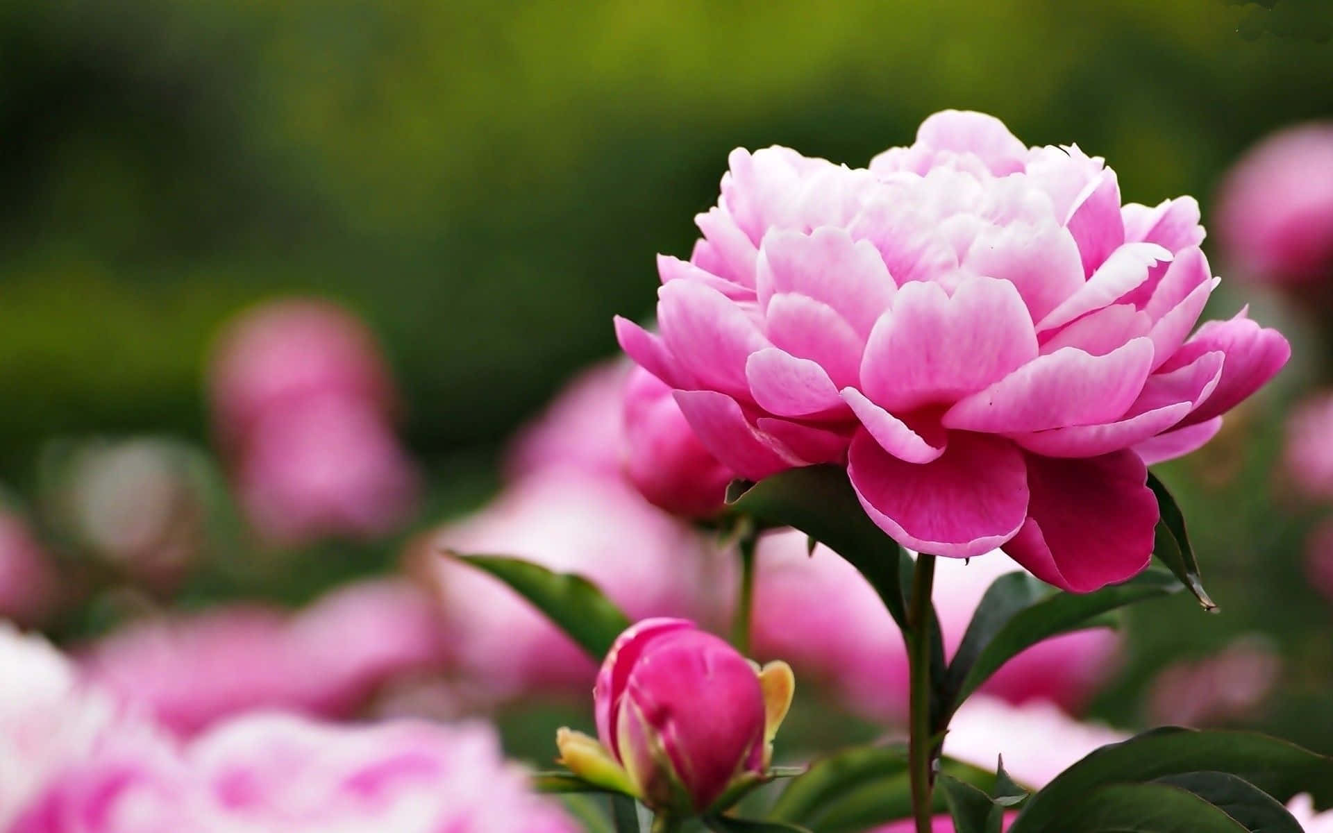 Peony 桌布 壁紙 — 一朵充滿活力的粉紅色牡丹盛開，帶有茂盛的綠葉和背景中模糊的粉紅色花朵。