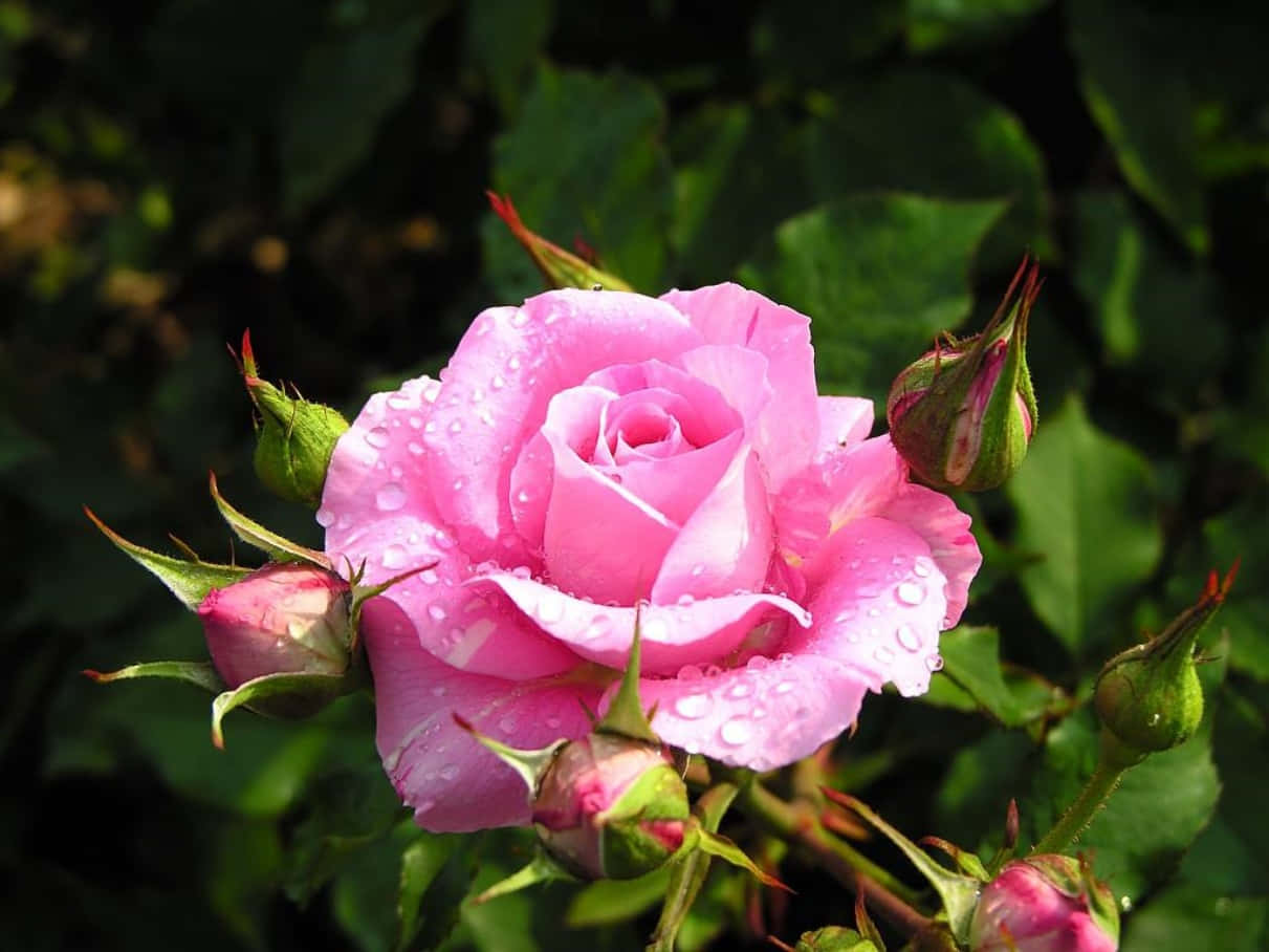 Beautiful Rose 桌布 壁紙 — 一朵充滿活力的粉紅色玫瑰，在茂密綠葉的襯托下，閃爍著露珠。