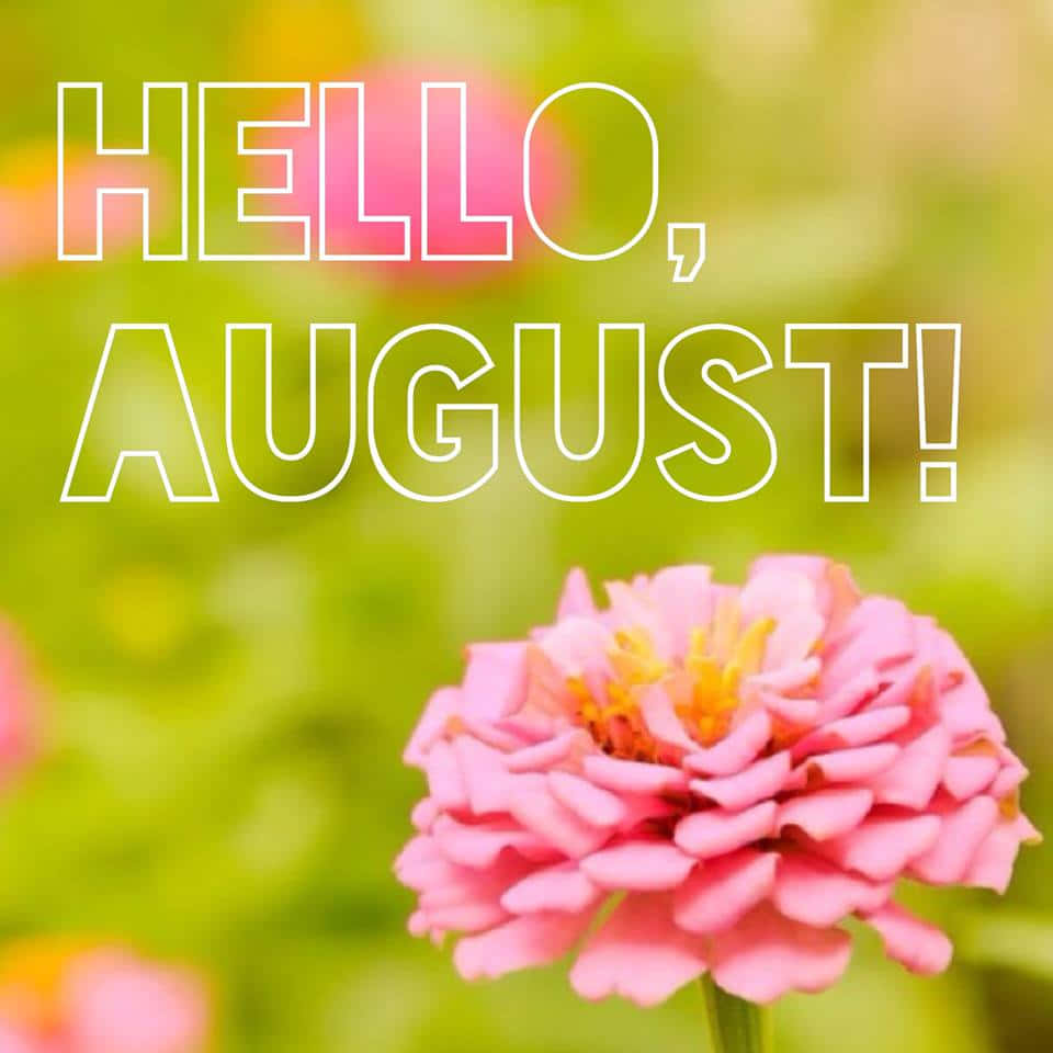 August 桌布 壁紙 — 一朵充滿活力的粉紅色百日菊在柔和焦點的綠色中綻放，並帶有粗體白色輪廓文字，寫著你好八月！