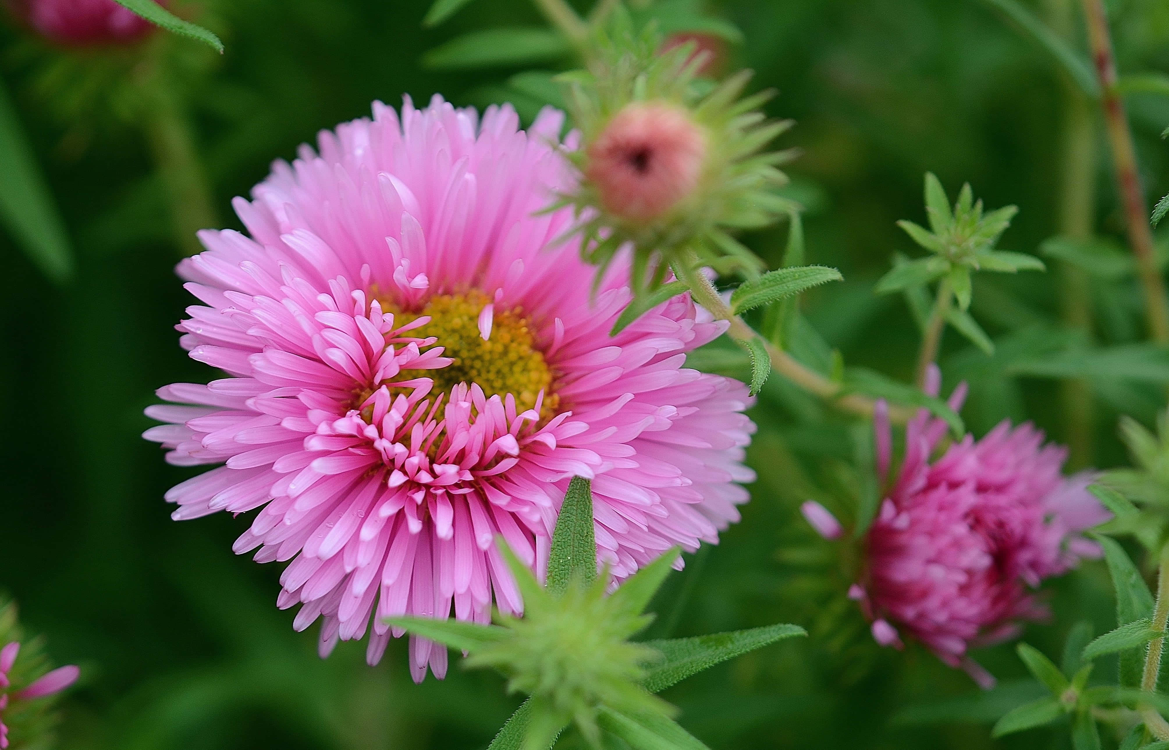 Pink Chrysanthemums 桌布 壁紙 — 一朵充滿活力的粉紅色紫菀花在柔焦中綻放，背景有茂密的綠色葉子和萌芽的莖。