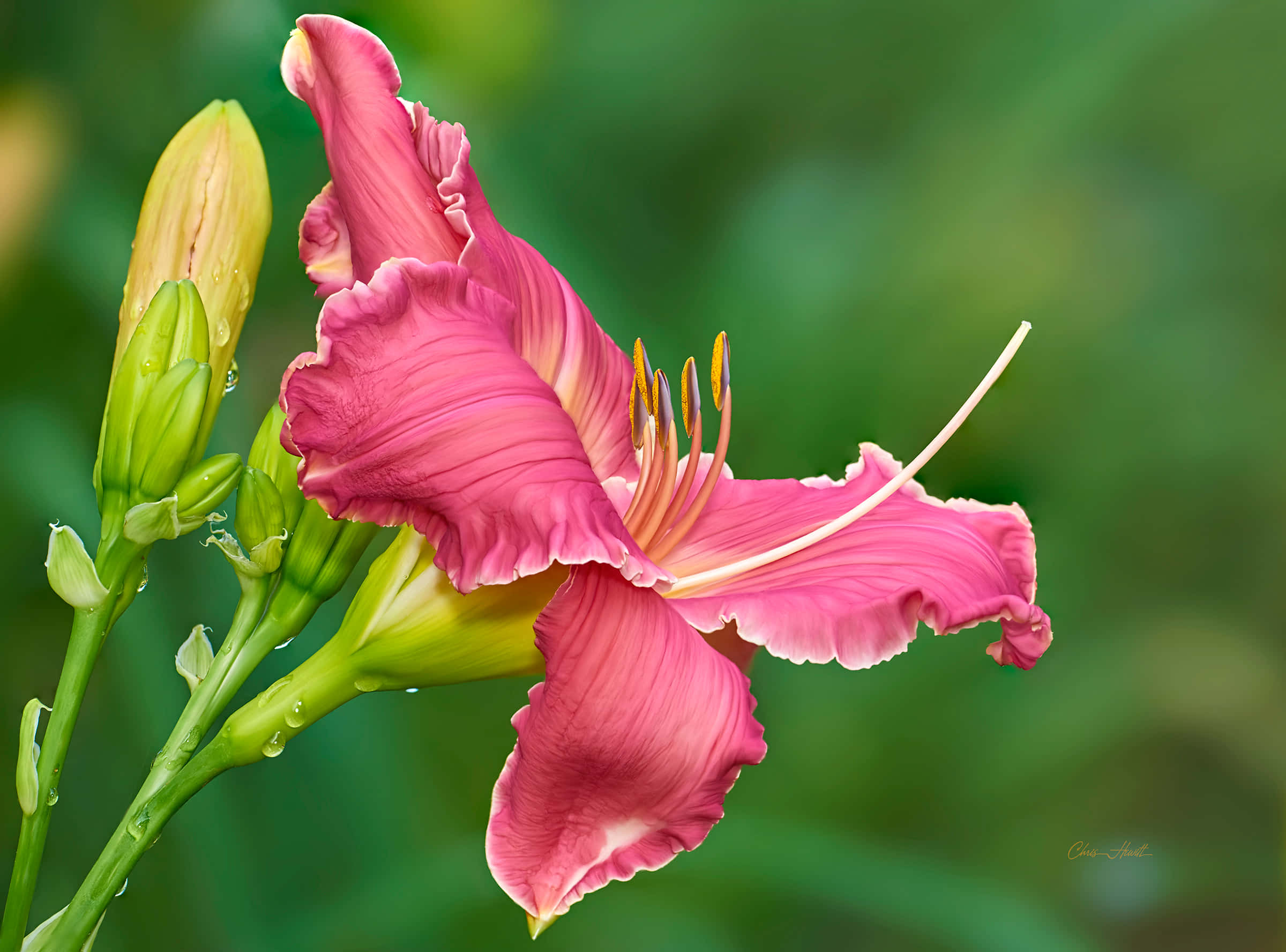 lily 桌布 壁紙 — 一朵充滿活力的粉紅色萱草盛開，露珠在其褶皺的花瓣上閃閃發光，背景是柔和的綠色模糊。