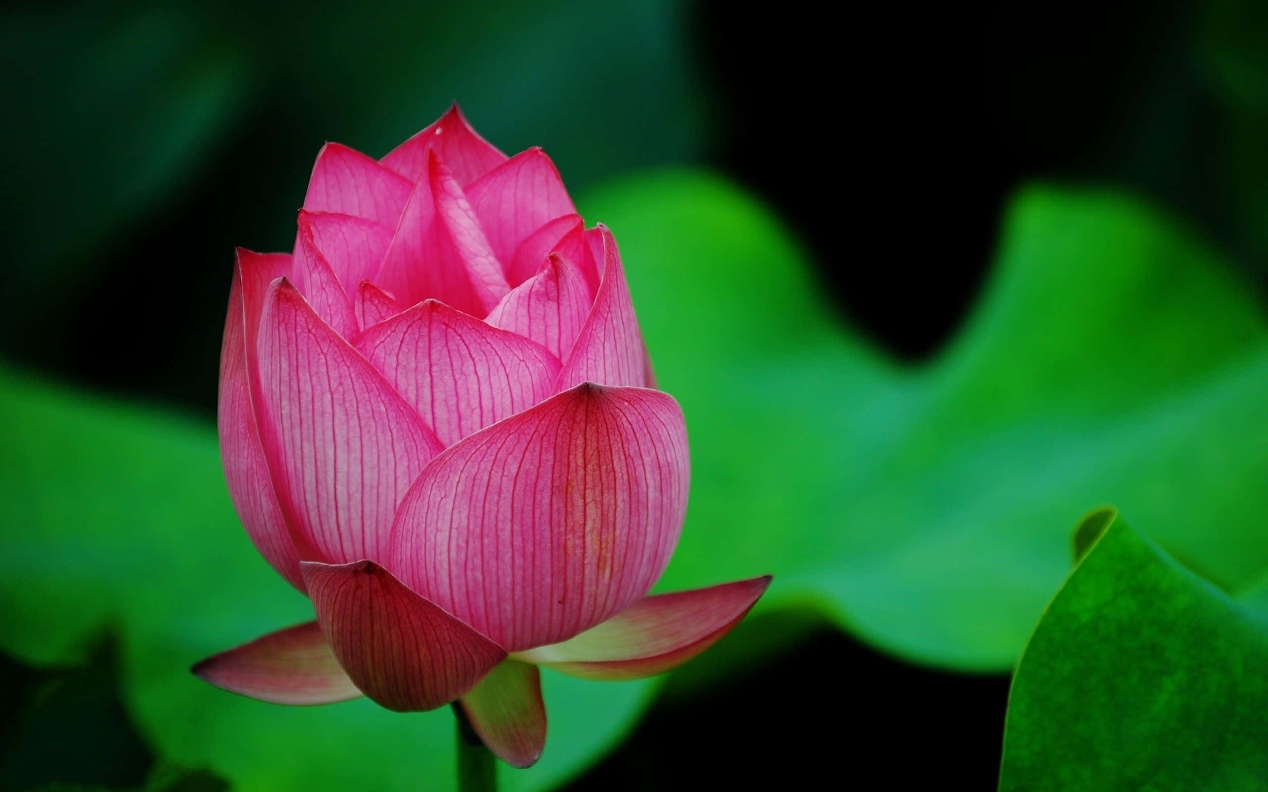 蓮花 桌布 壁紙 — 一朵充滿活力的粉紅色蓮花花蕾在茂密的綠葉和黑暗陰影的背景下綻放。