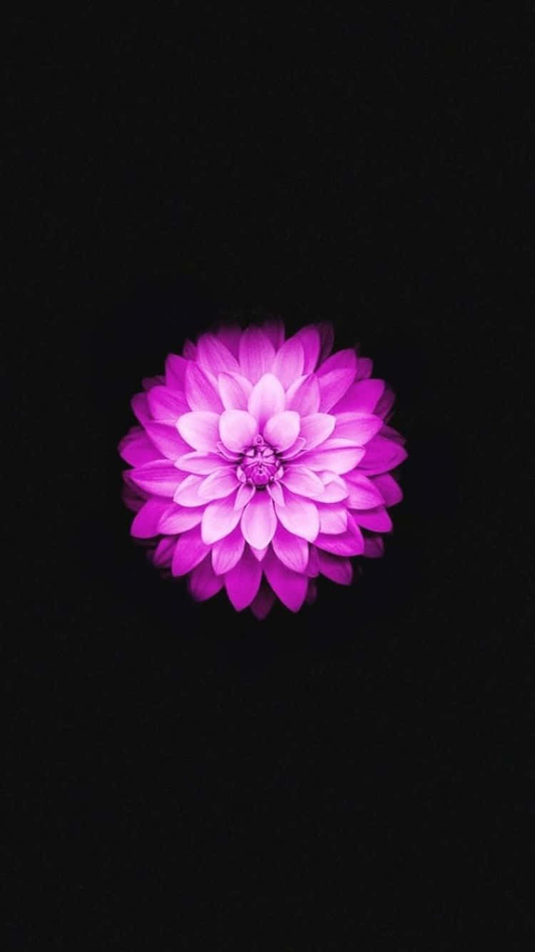 iPhone 6s 桌布 壁紙 — 一朵充滿活力的紫色大麗花在純黑色背景上綻放，呈現極簡構圖。