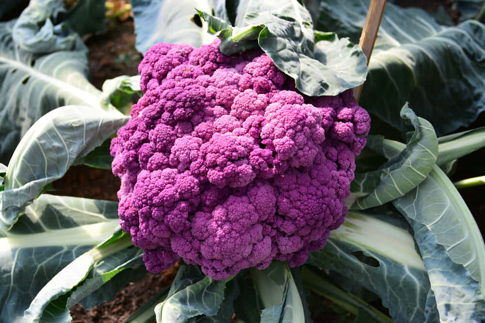 Purple Cauliflower 桌布 壁紙 — 一朵充滿活力的紫色椰菜花在陽光普照的花園苗床中，於大片綠葉間盛開。