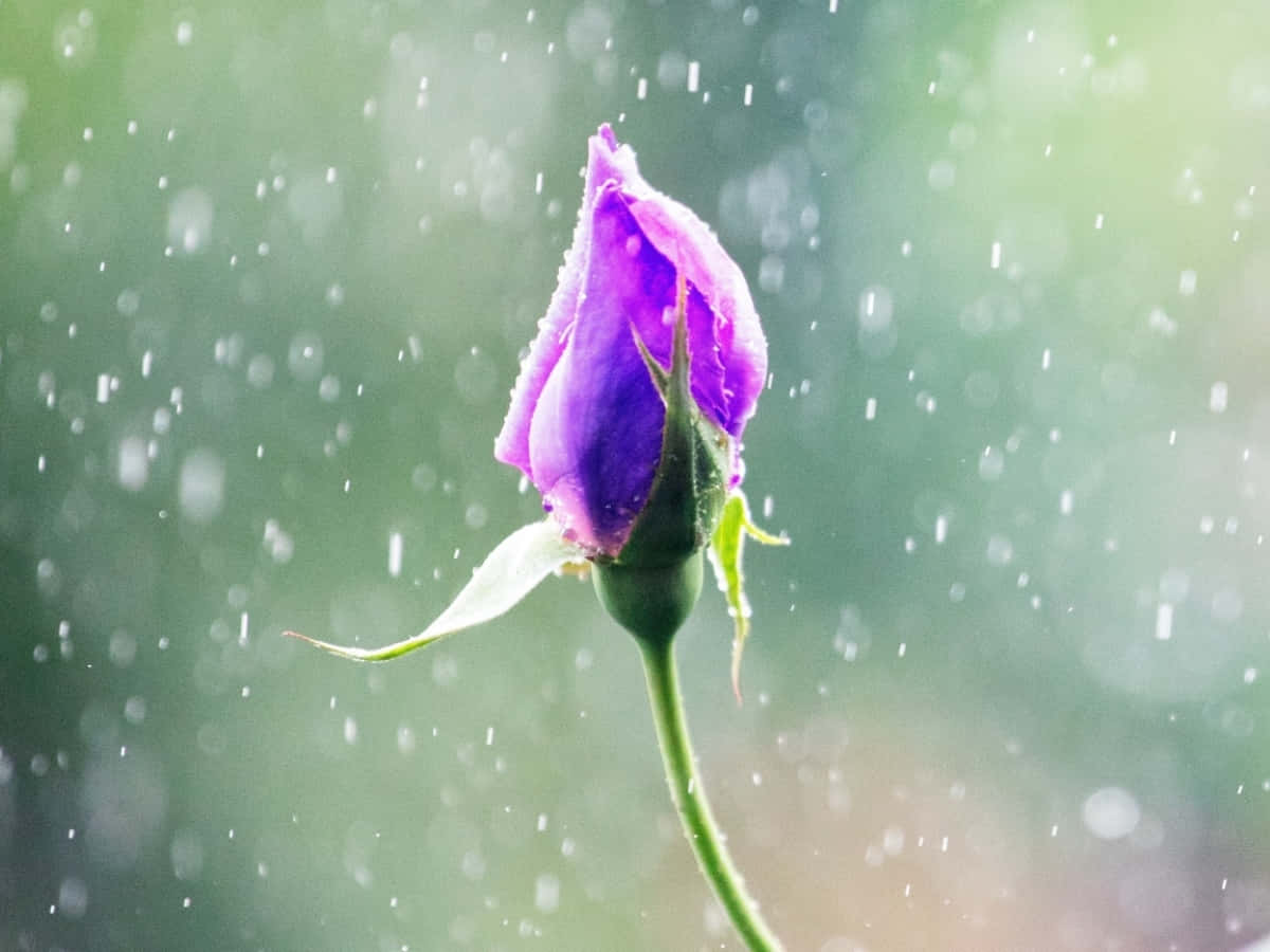 Rose In Rain 桌布 壁紙 — 一朵充滿活力的紫色玫瑰花蕾在柔和綠色模糊背景上閃爍著雨滴。
